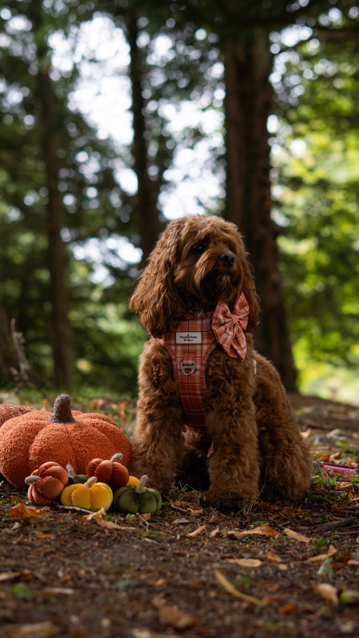 Pooches in Plaid Adventure Paws Harness
