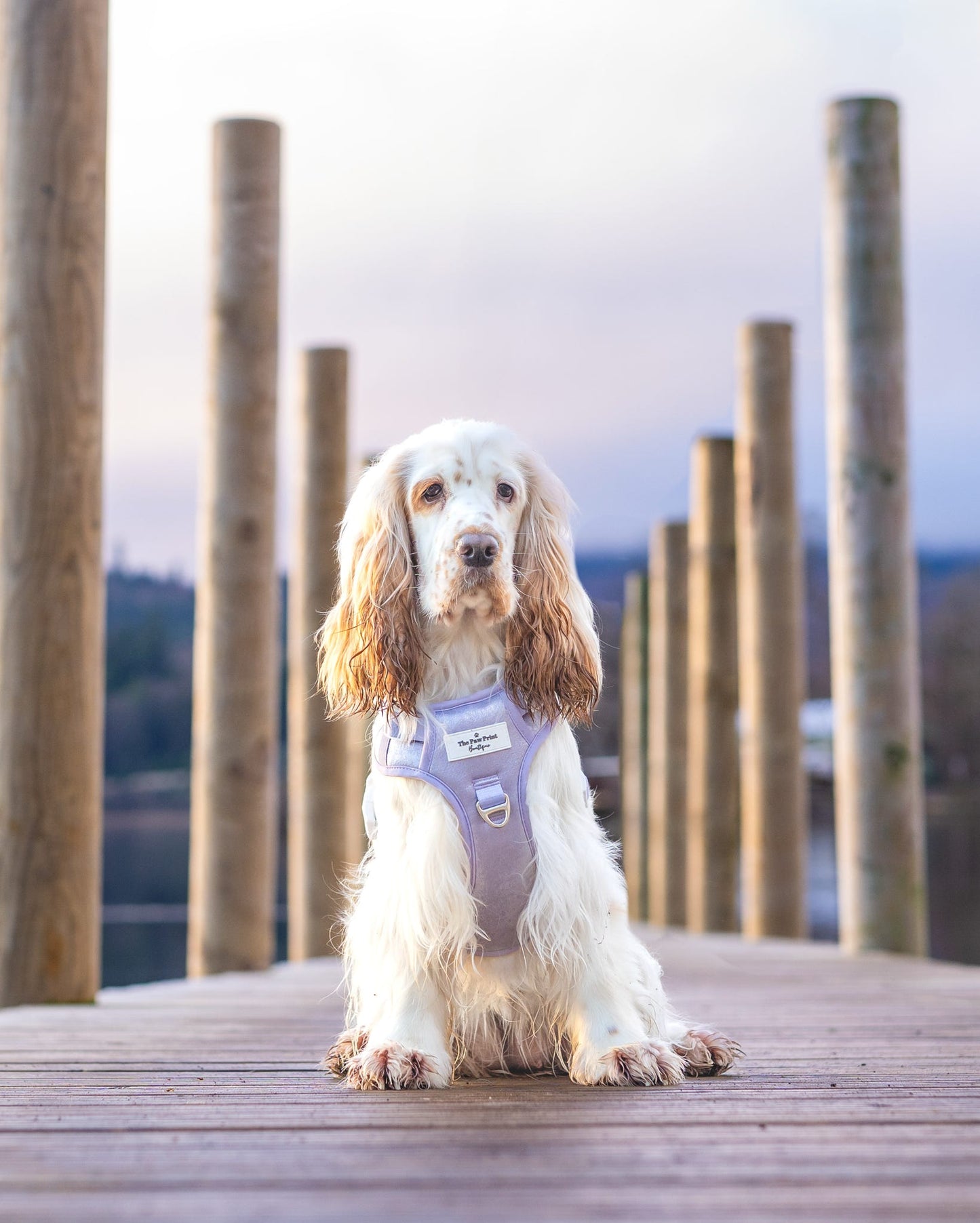 The Lavish Lilac Adventure Paws Harness