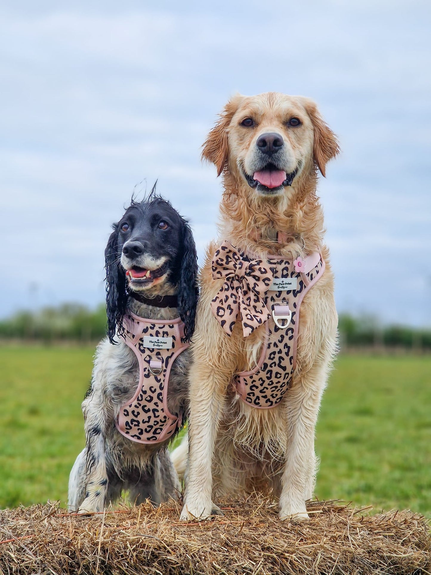 The Luxe Leopard (Beige) Adventure Paws Harness