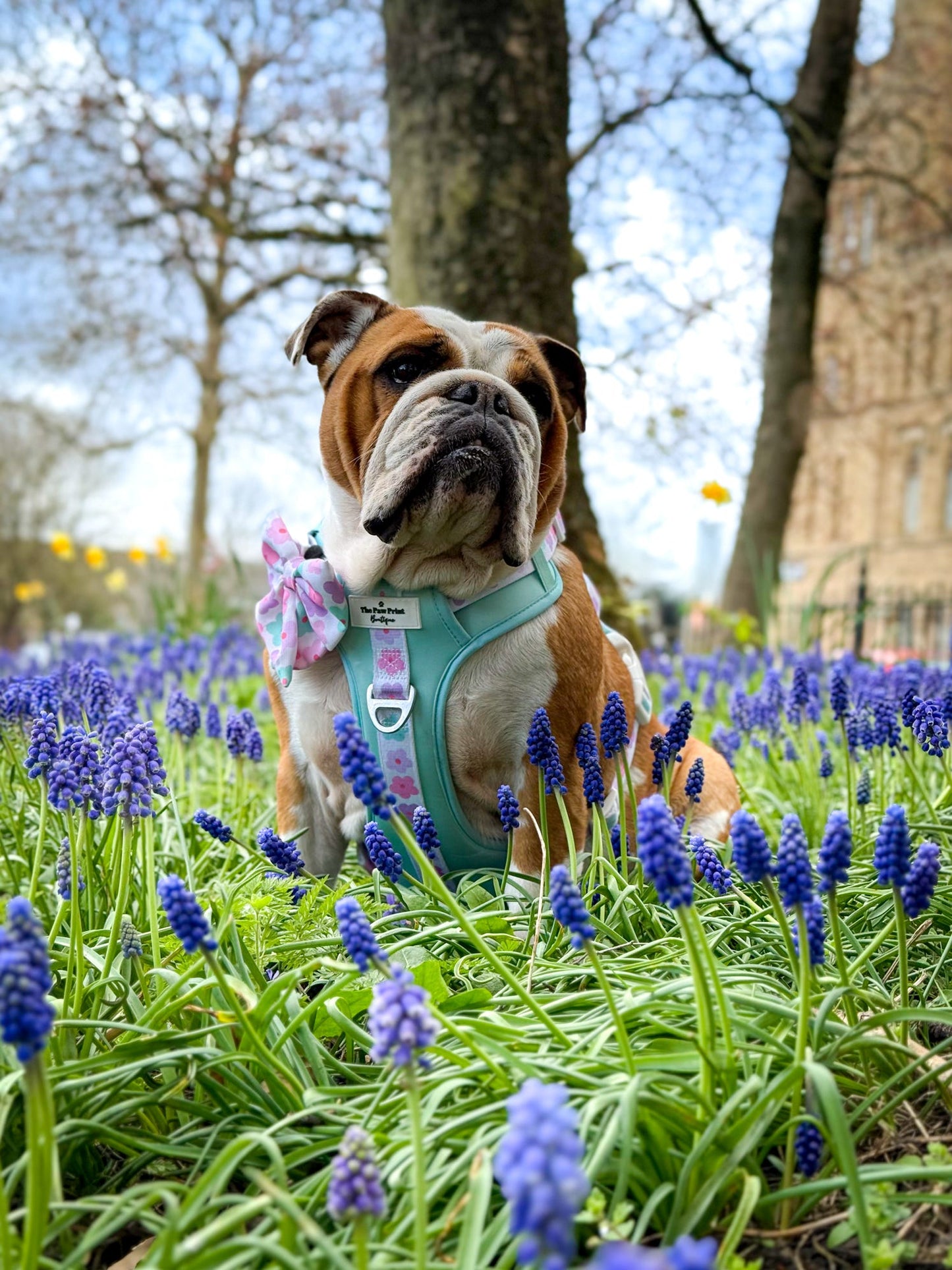 The Minty Meadows Adventure Paws Harness