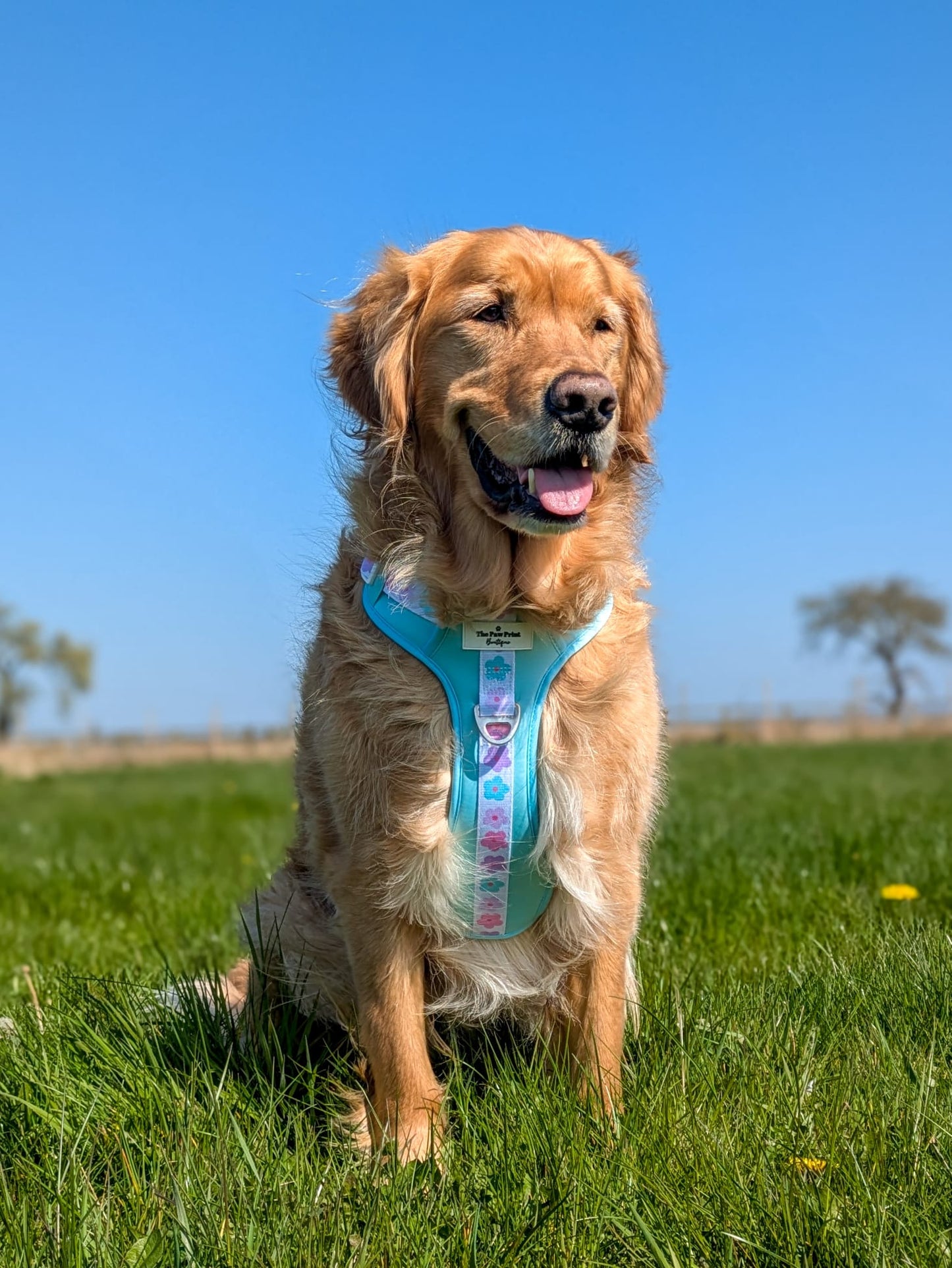 The Minty Meadows Adventure Paws Harness