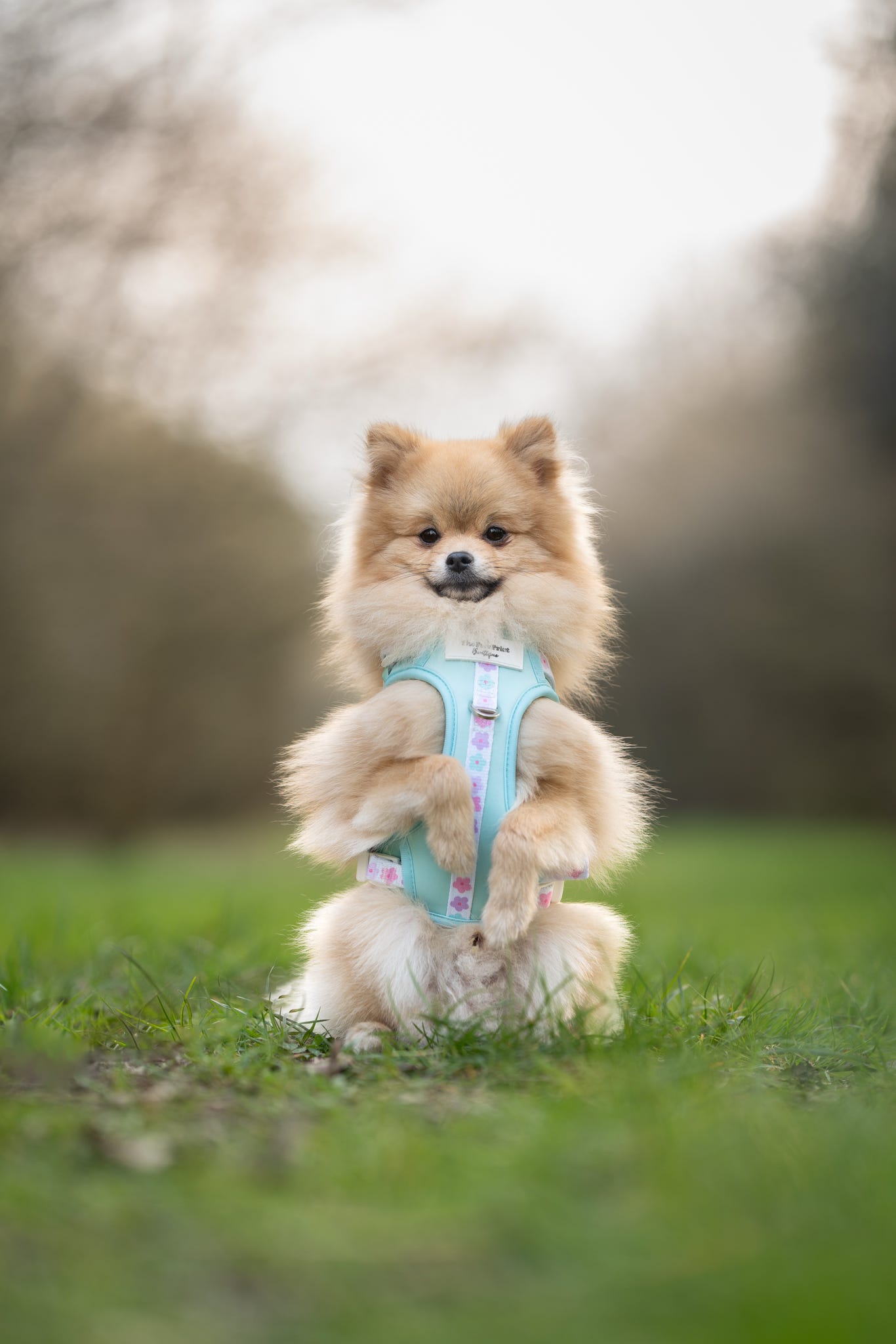 The Minty Meadows Adventure Paws Harness