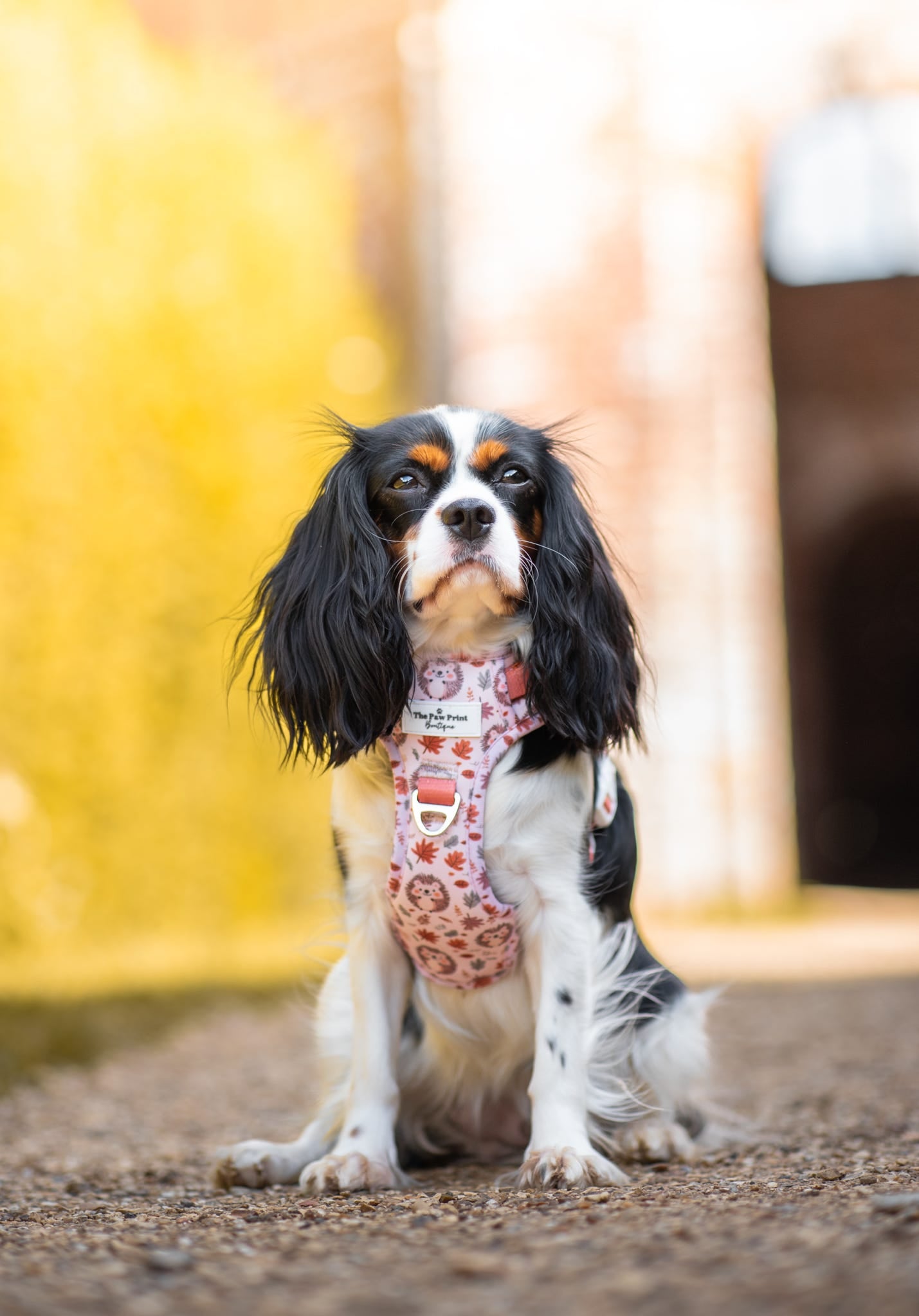 Spike the Hedgehog Adventure Paws Harness
