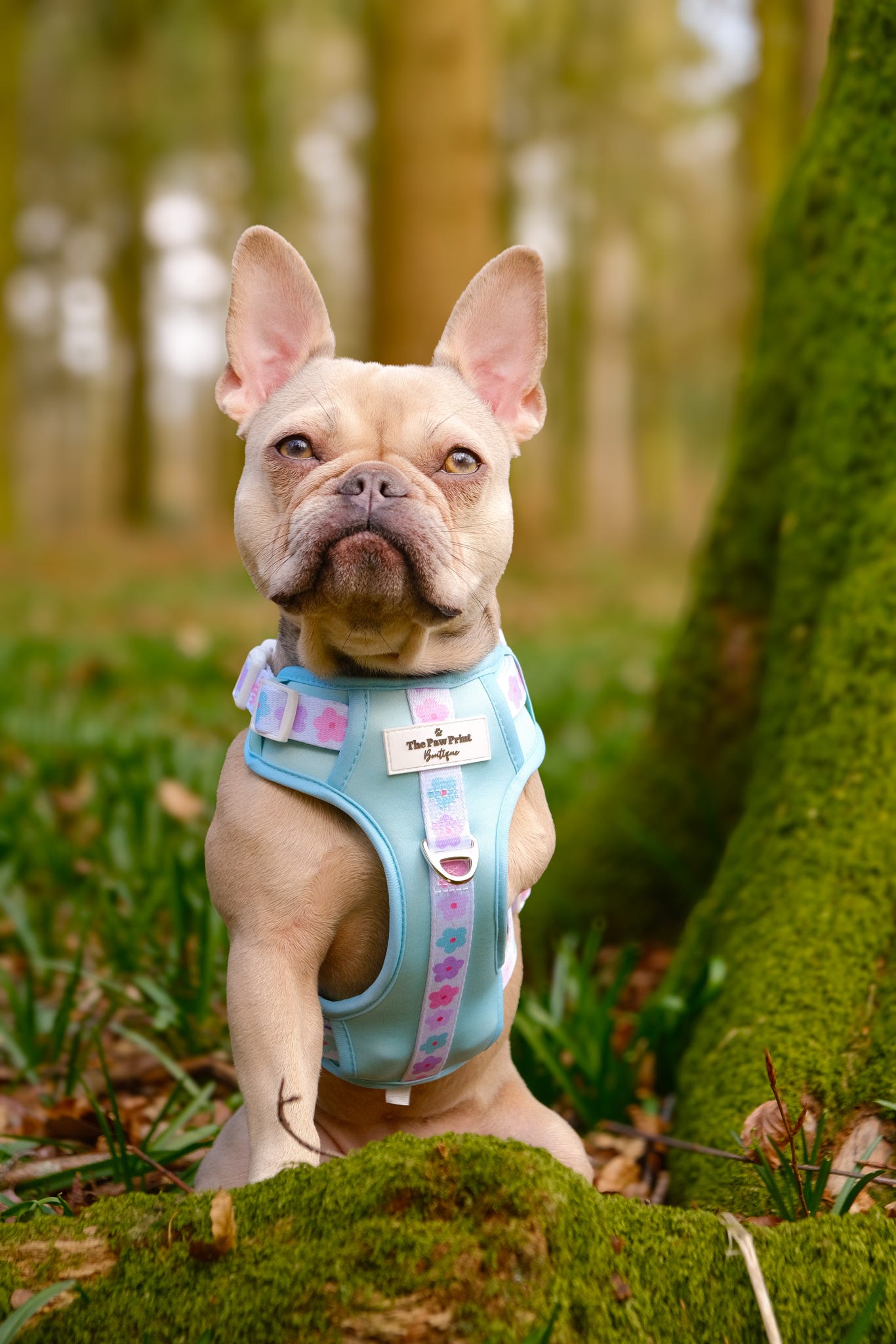The Minty Meadows Adventure Paws Harness