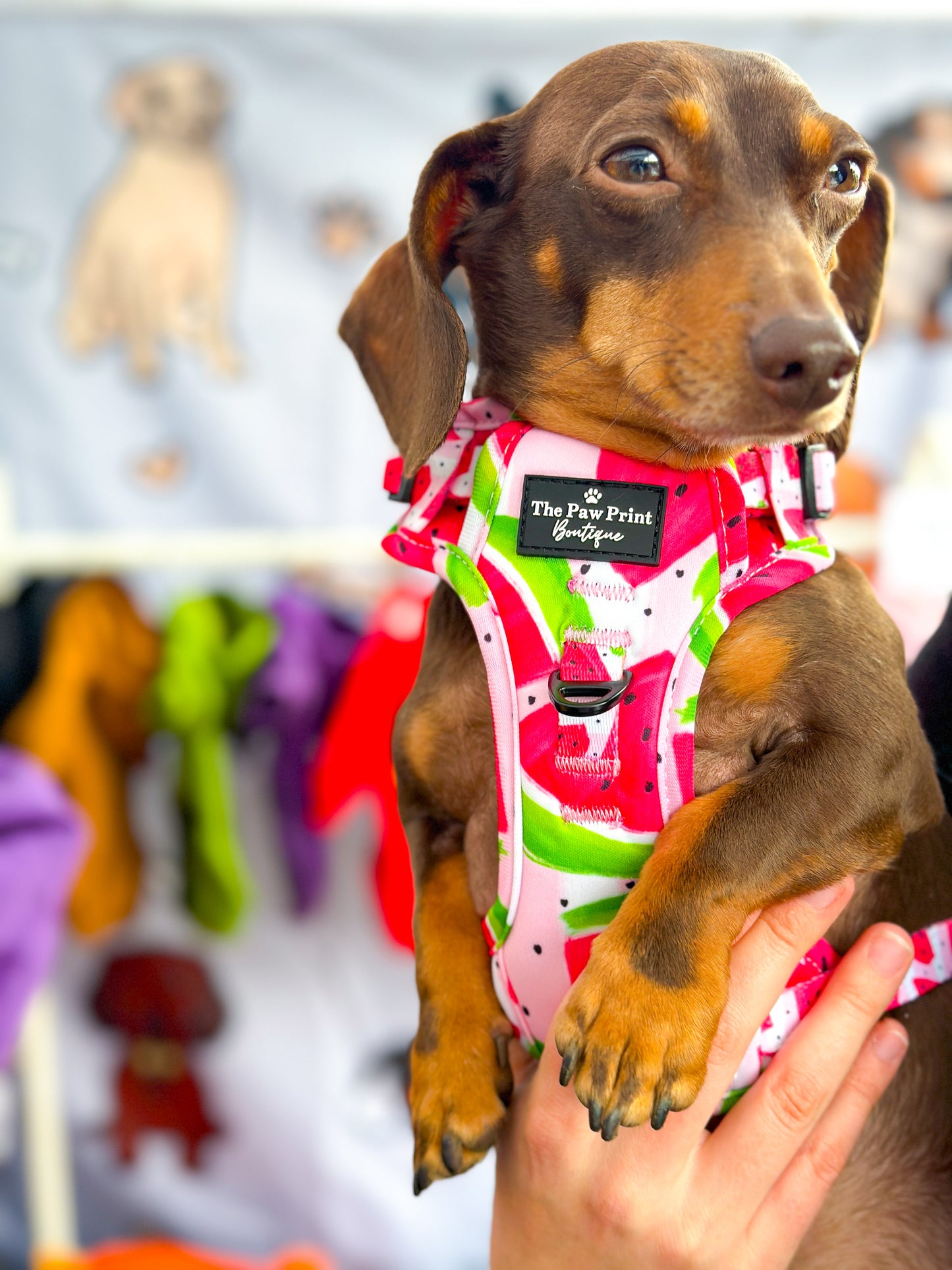 The Watermelon Sugar Adventure Paws Harness