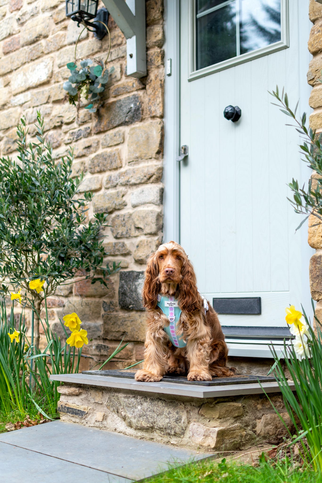 The Minty Meadows Adventure Paws Harness