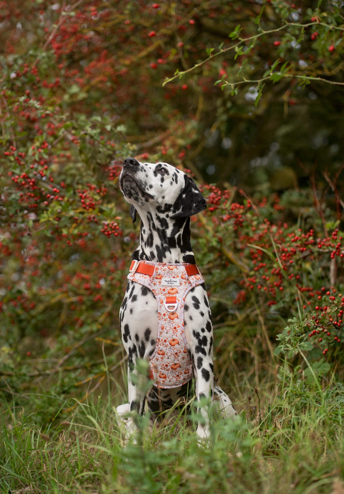 Pupkin Patch Adventure Paws Harness