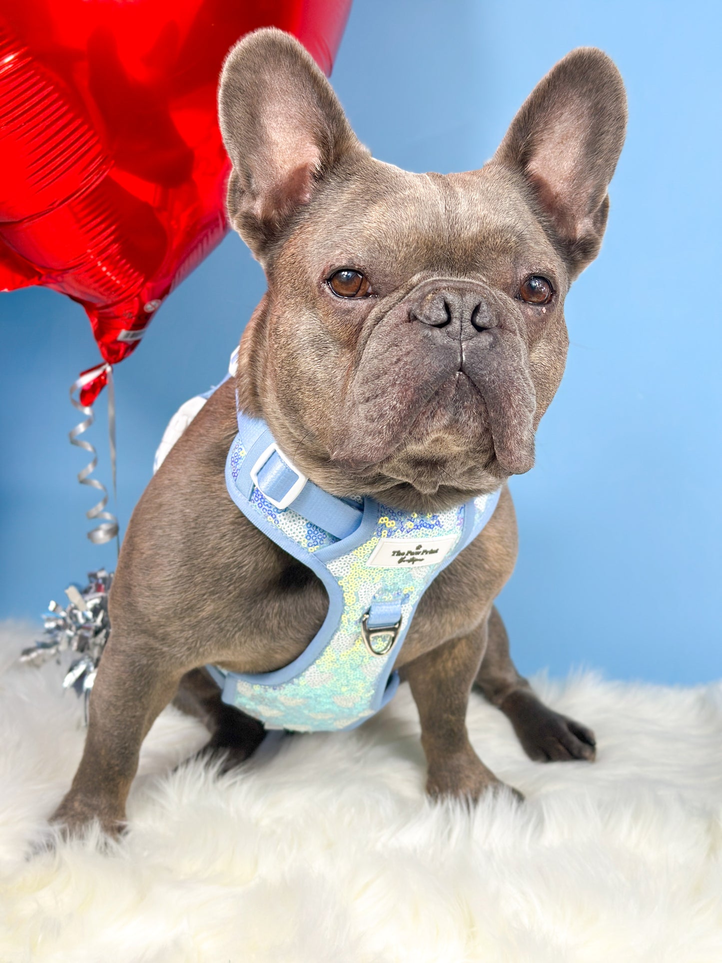 The Sassy in Sequins - Baby Blue Adventure Paws Harness