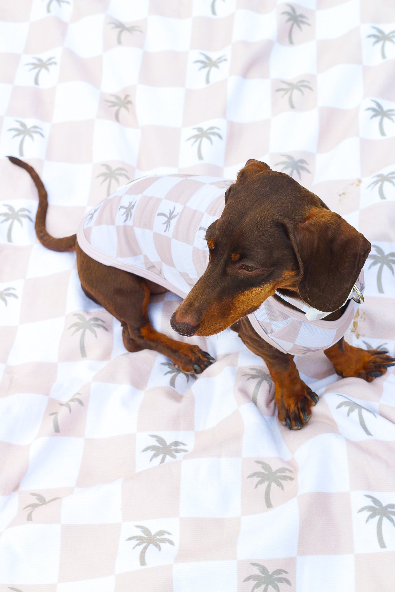 Palm Spring Beach Towel