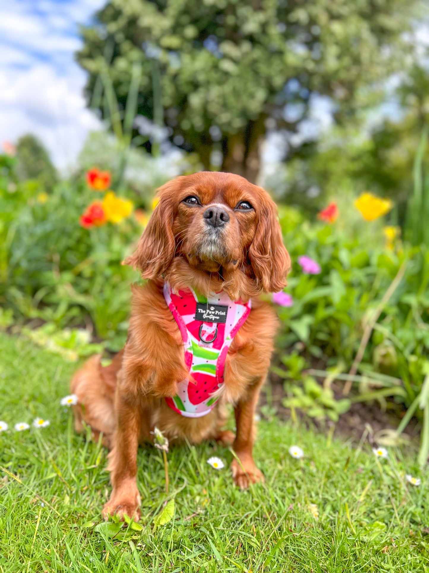 The Watermelon Sugar Adventure Paws Harness