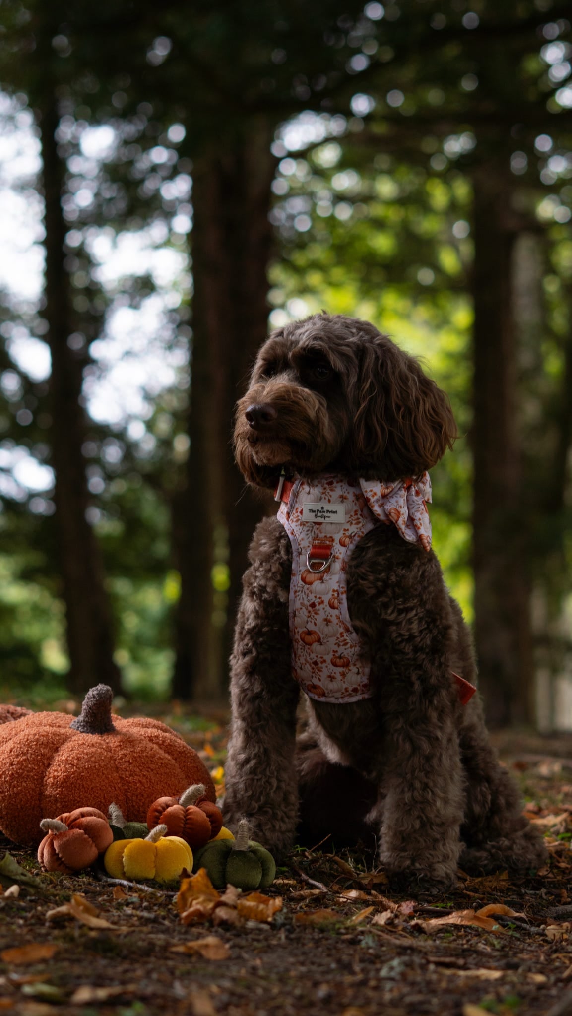 Pupkin Patch Adventure Paws Harness