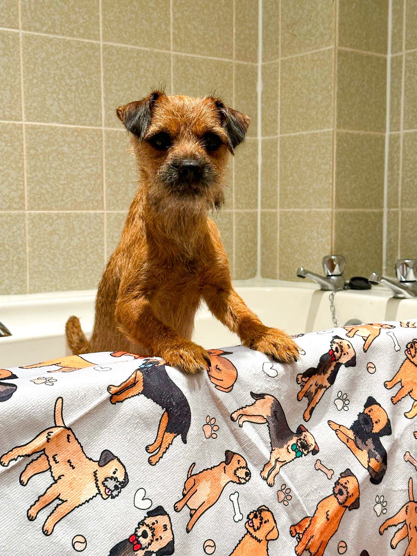 The Border Terrier Dog Towel - Grey