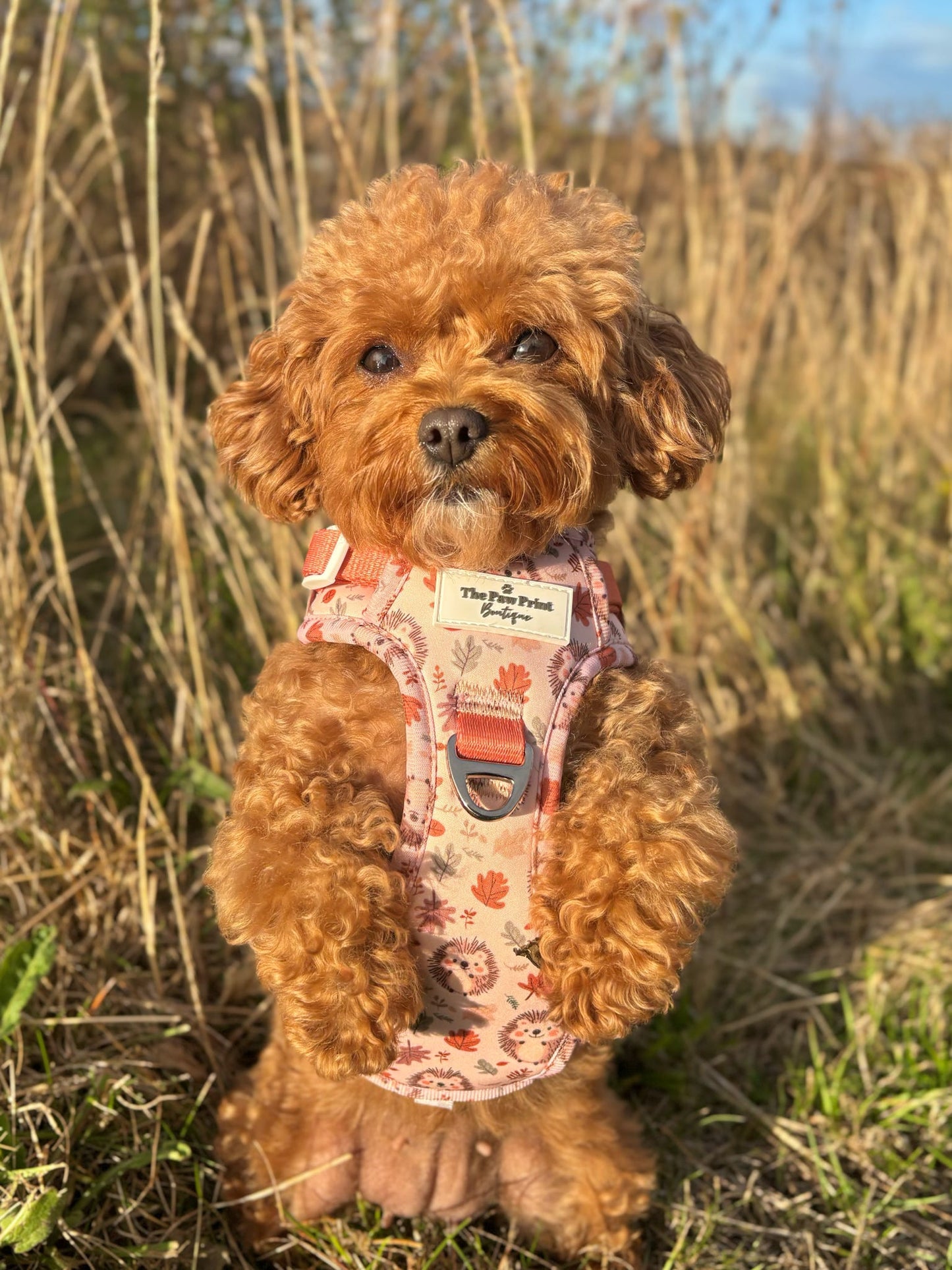 Spike the Hedgehog Adventure Paws Harness