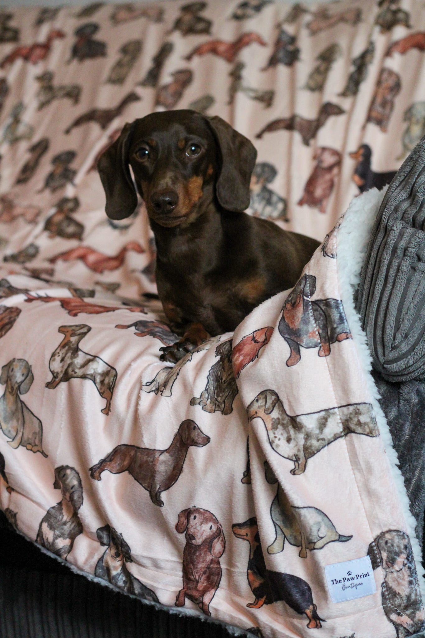 The Dachshund Human Blanket