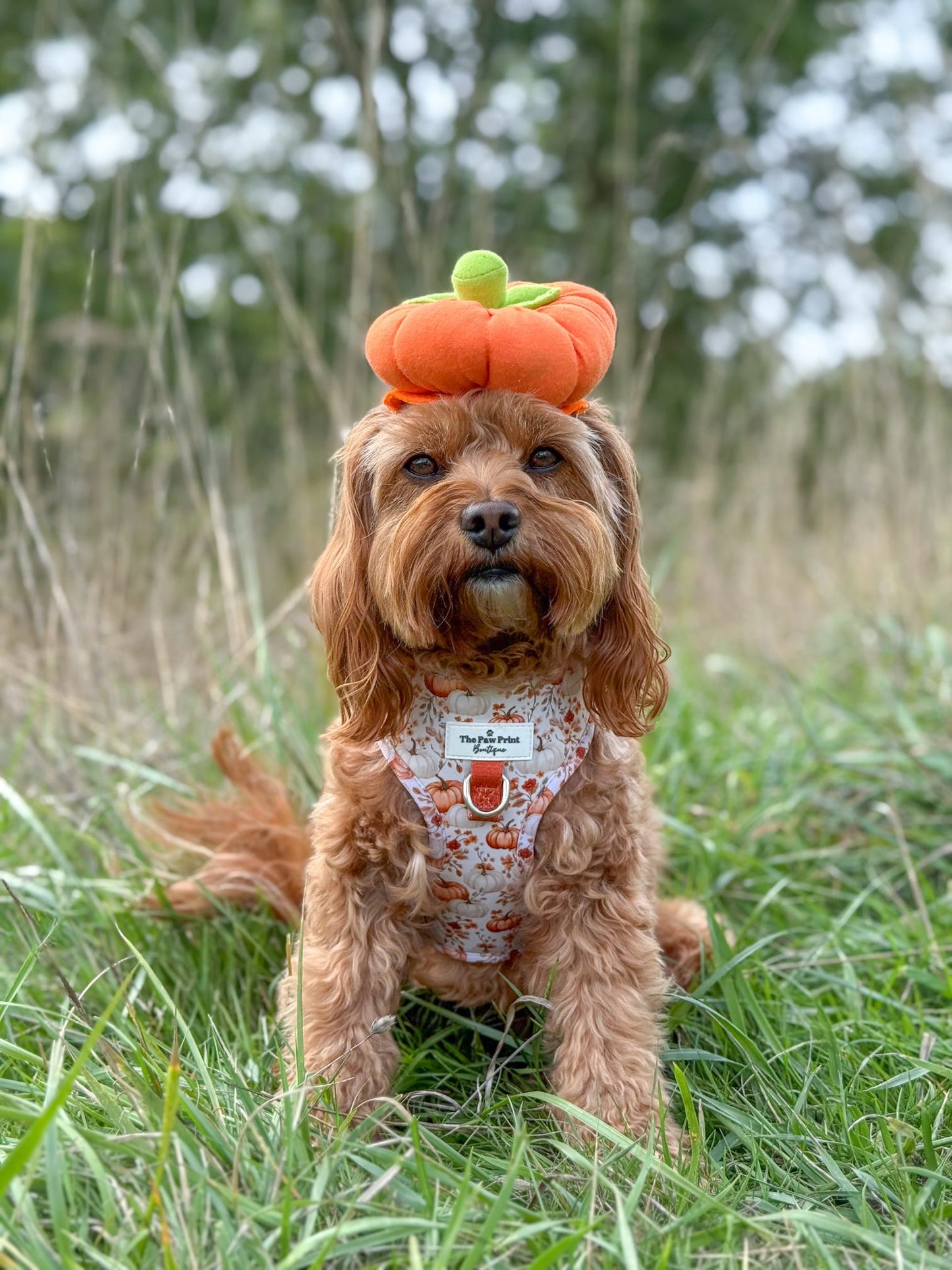 Pupkin Patch Adjustable Harness