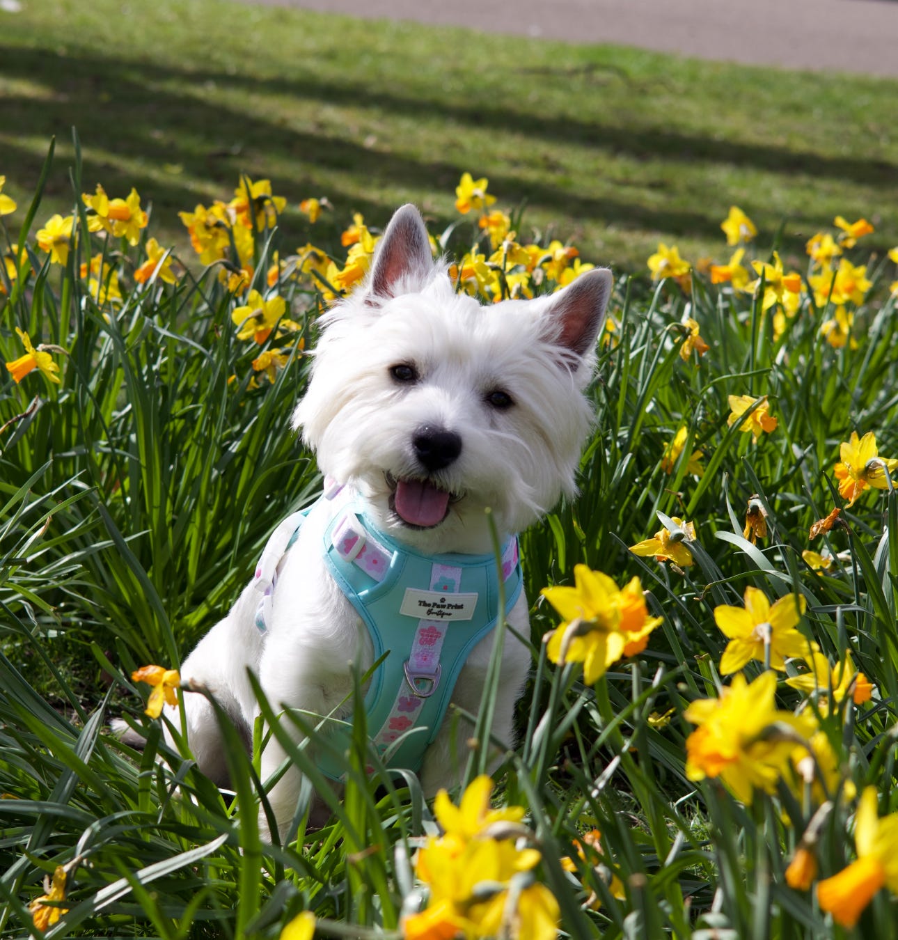 The Minty Meadows Adventure Paws Harness