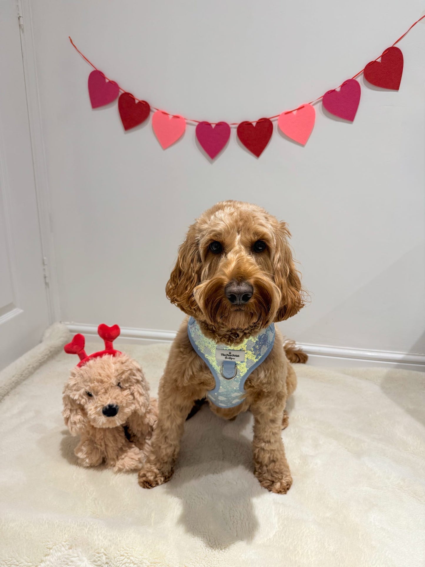 The Sassy in Sequins - Baby Blue Adjustable Harness