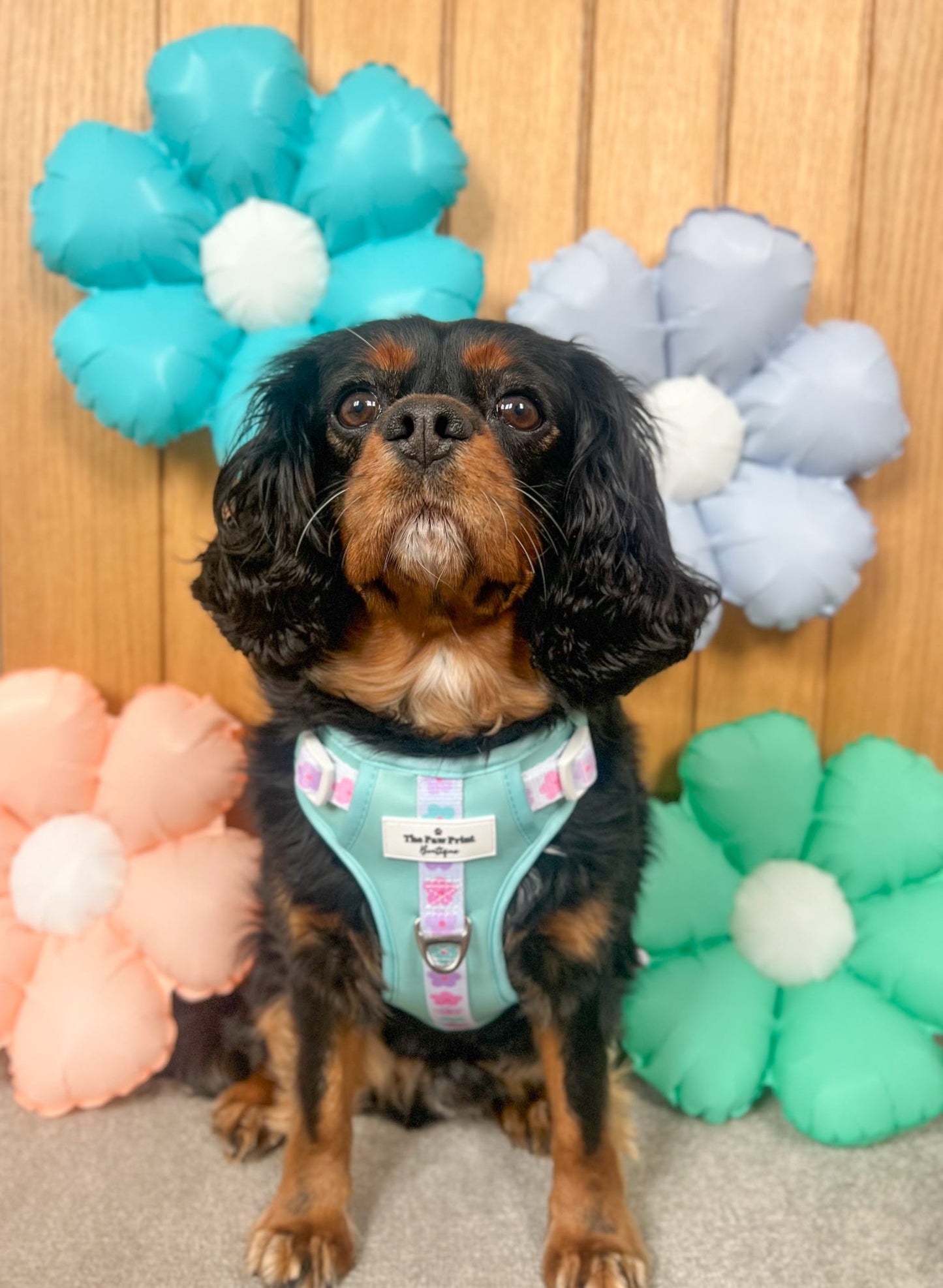 The Minty Meadows Adventure Paws Harness