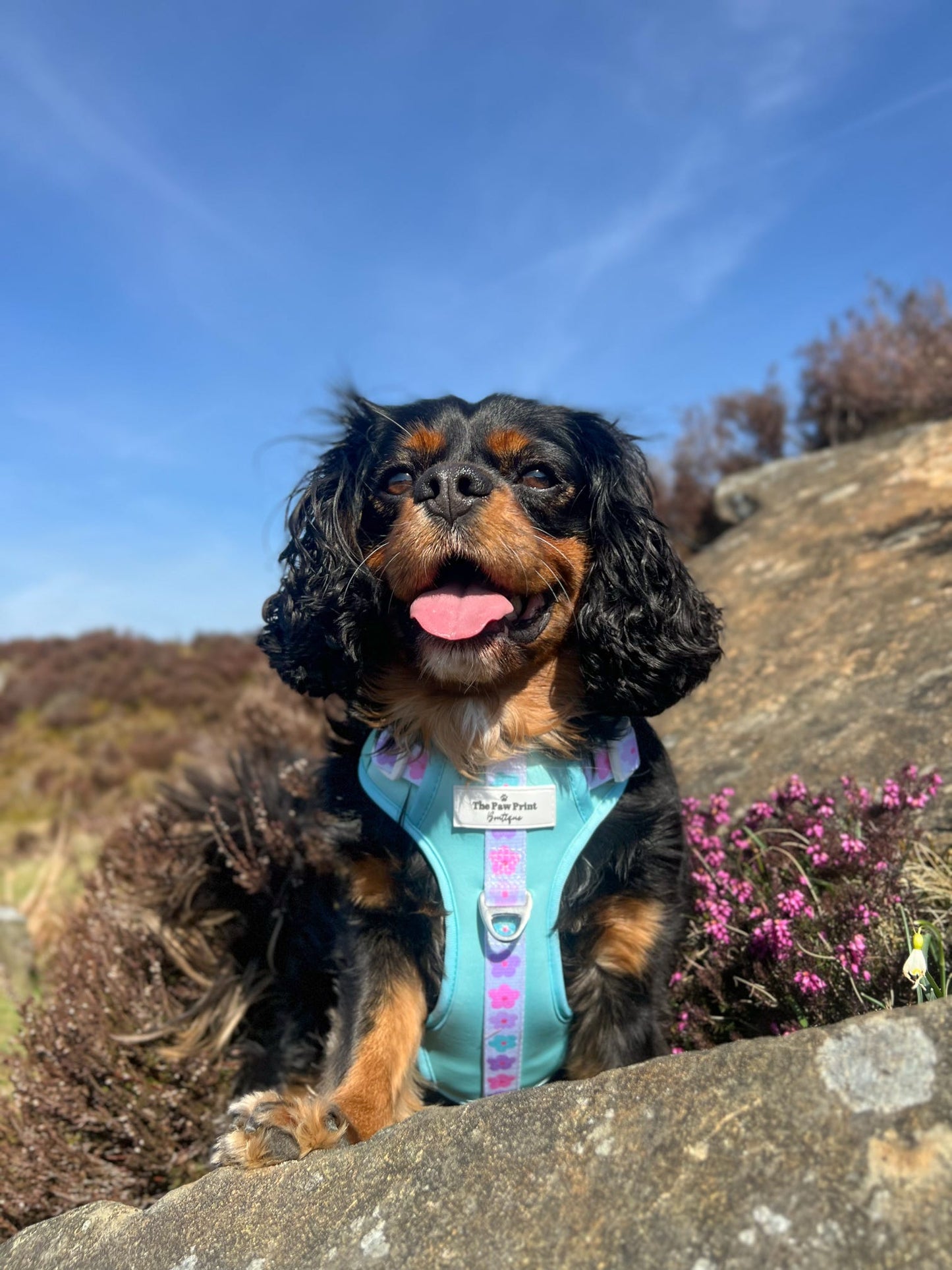 The Minty Meadows Adventure Paws Harness