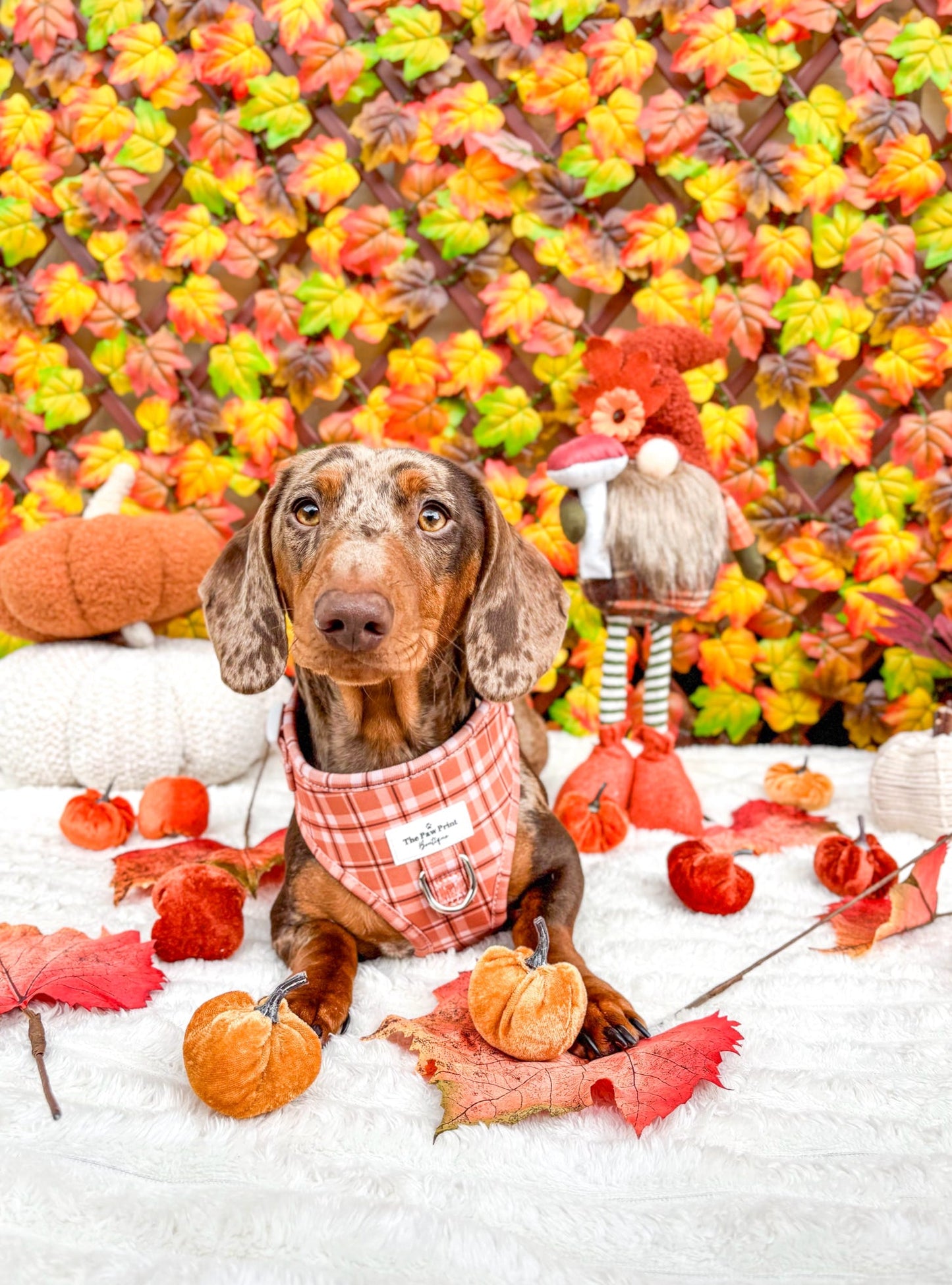 Pooches in Plaid Adjustable Harness