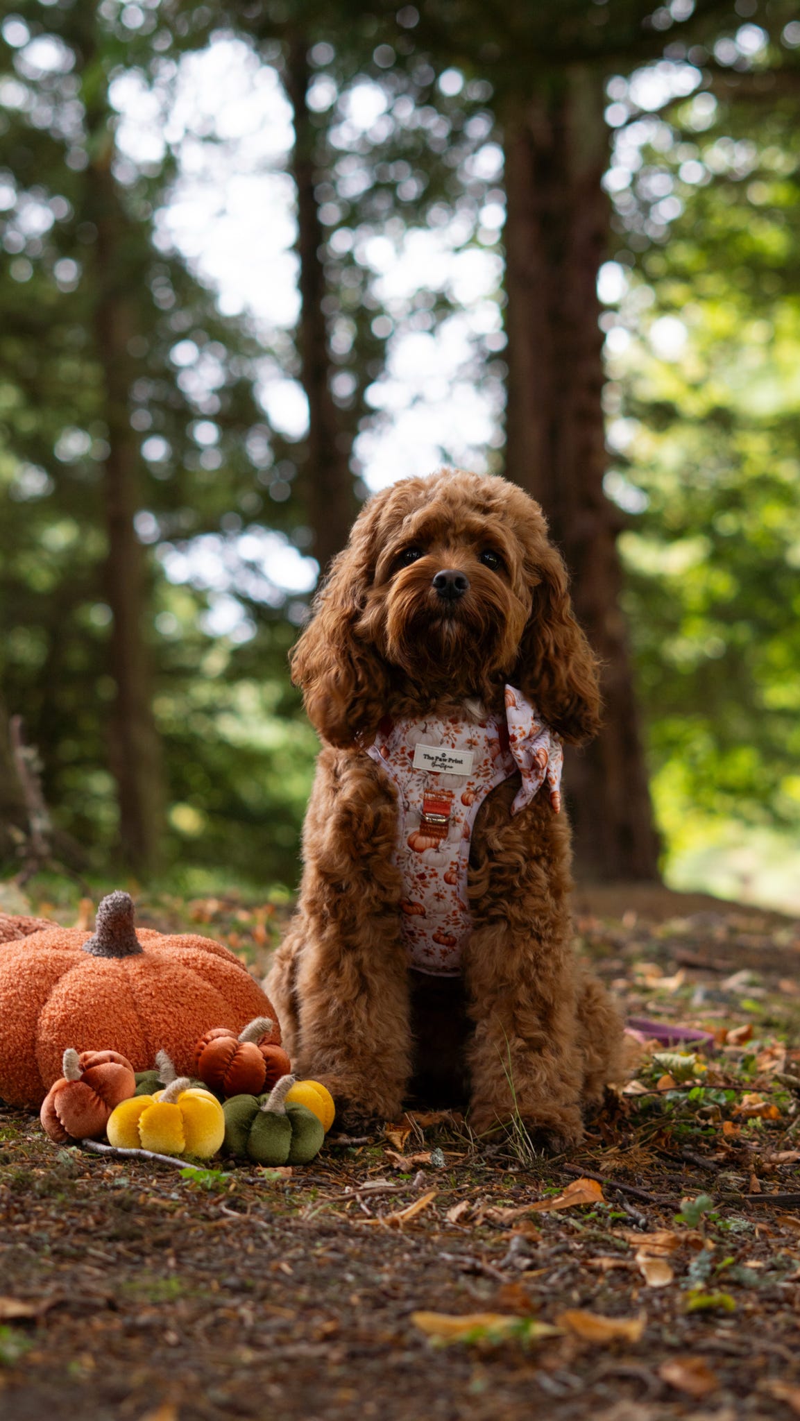 Pupkin Patch Adventure Paws Harness