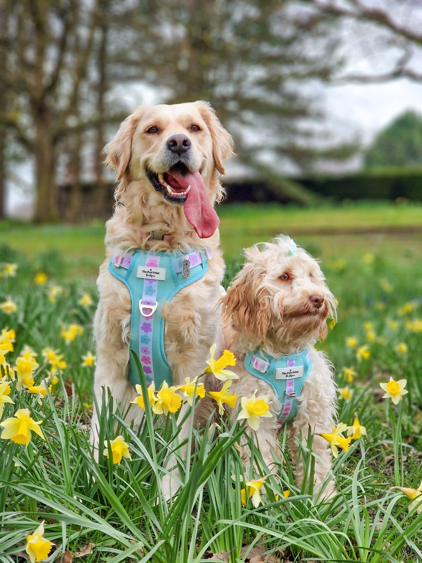 The Minty Meadows Adventure Paws Harness