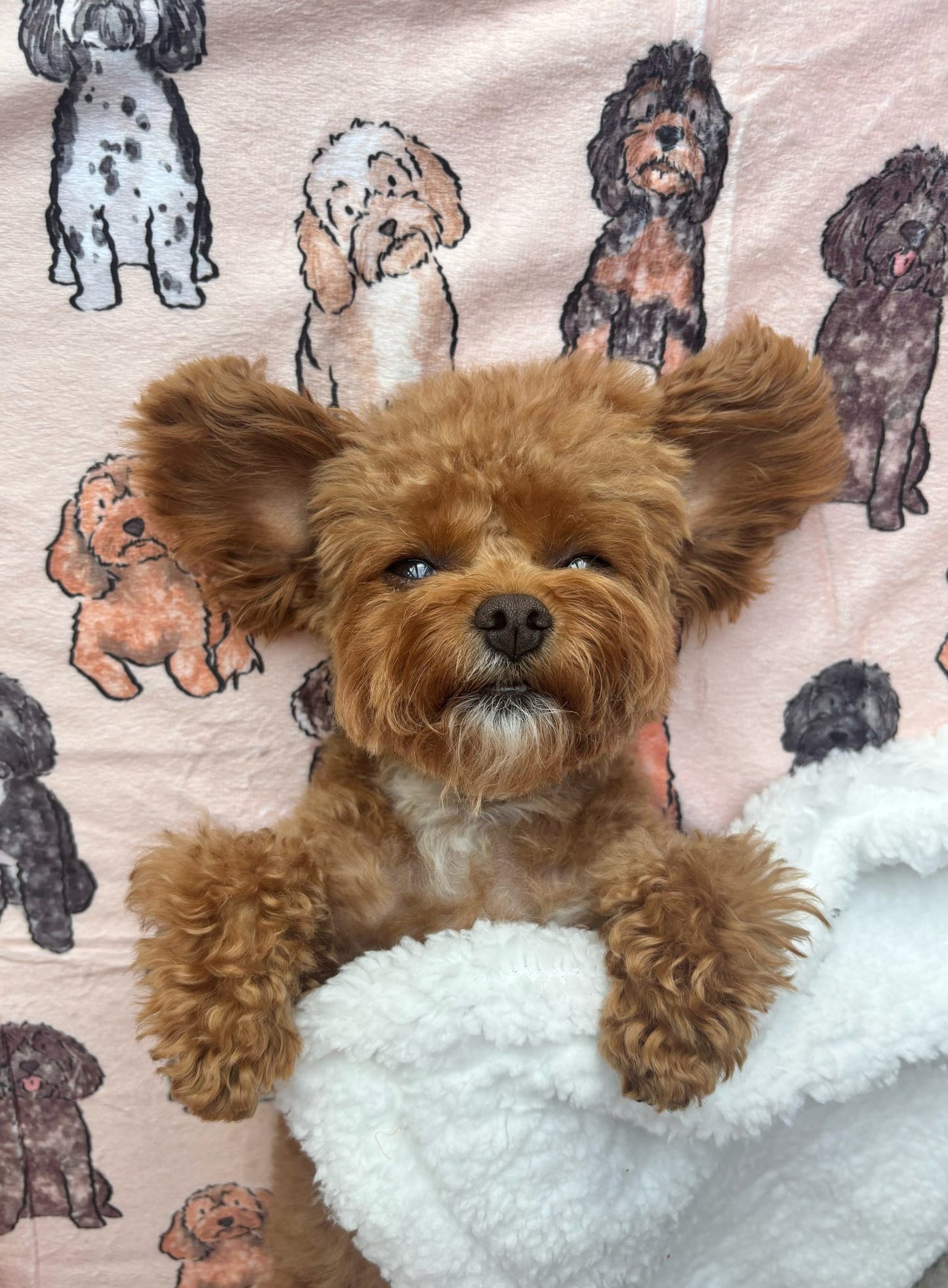 The Oodles & Doodles Dog Blanket