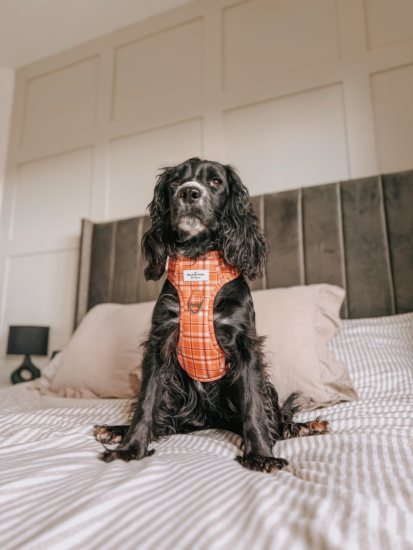 Pooches in Plaid Adventure Paws Harness