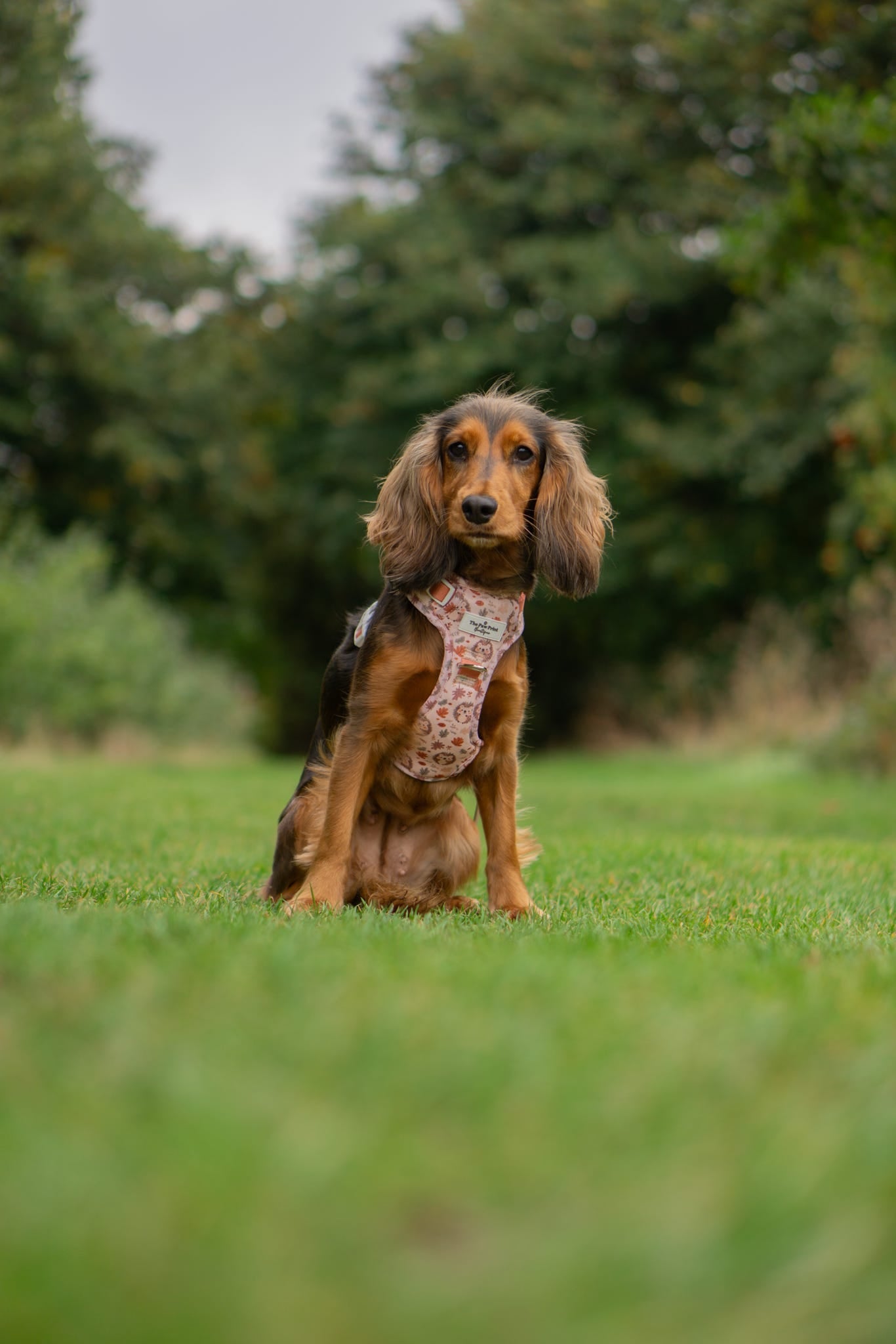 Spike the Hedgehog Adventure Paws Harness