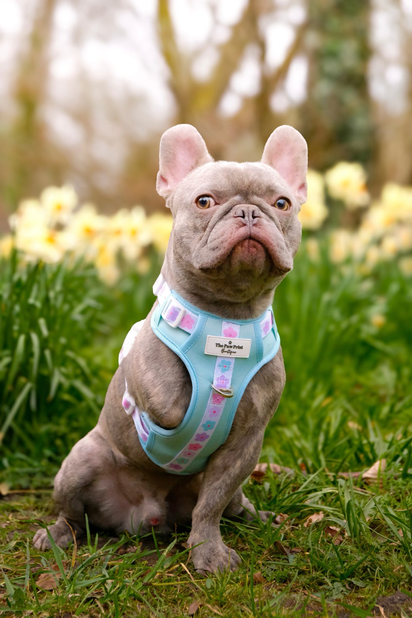 The Minty Meadows Adventure Paws Harness