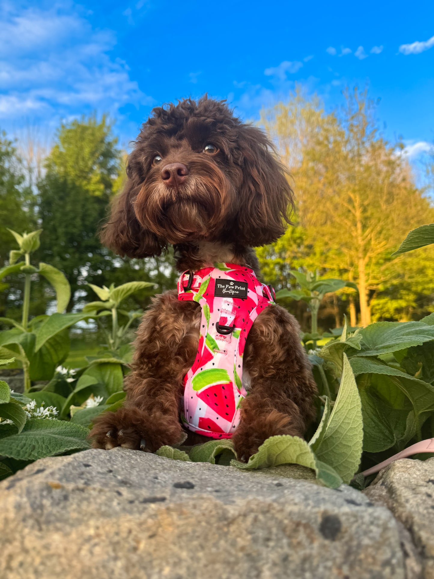 The Watermelon Sugar Adventure Paws Harness
