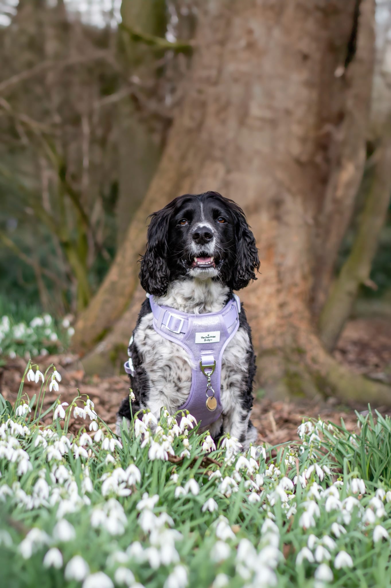The Lavish Lilac Adventure Paws Harness