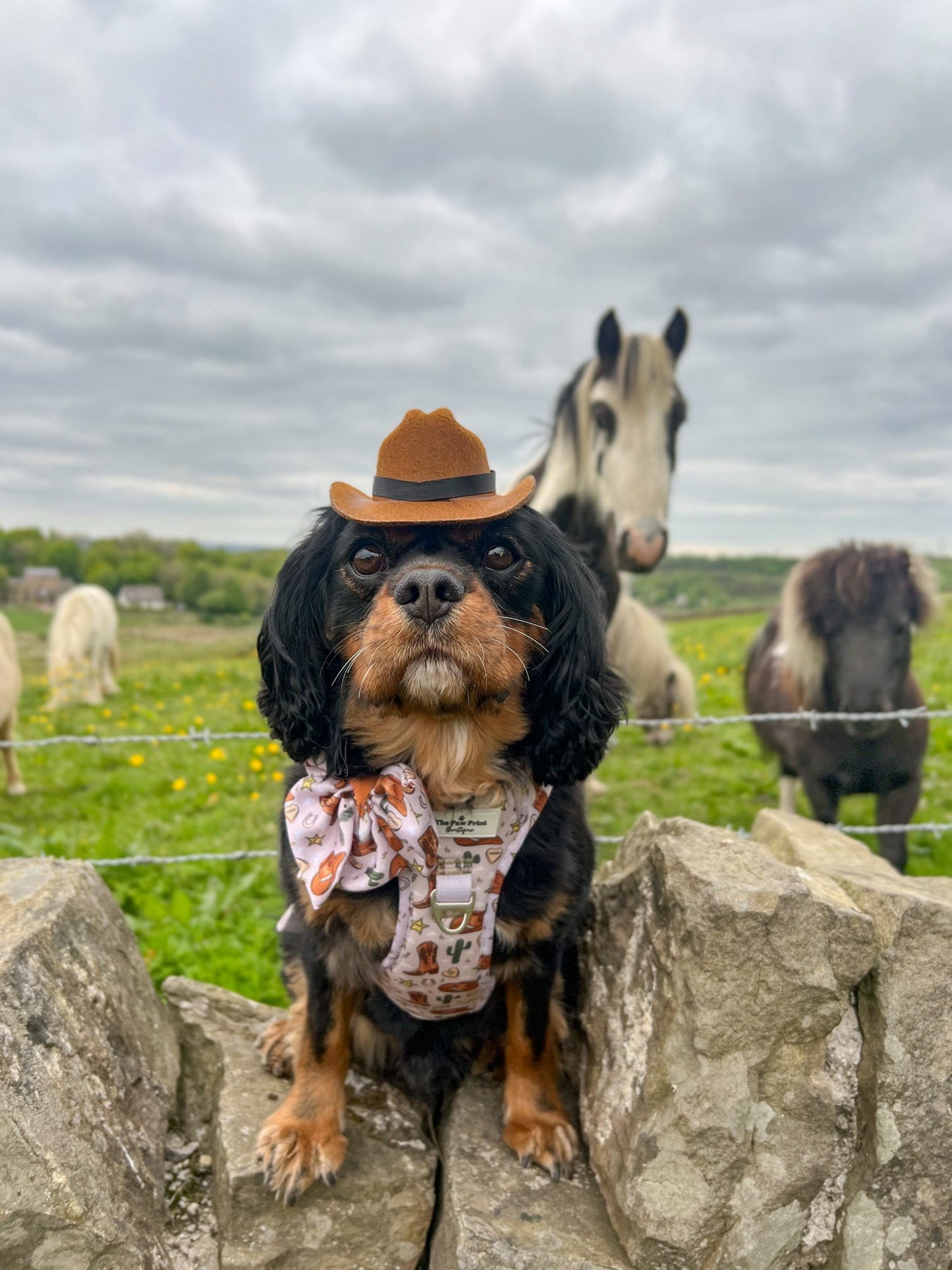 The Howdy Pawtner Adventure Paws Harness
