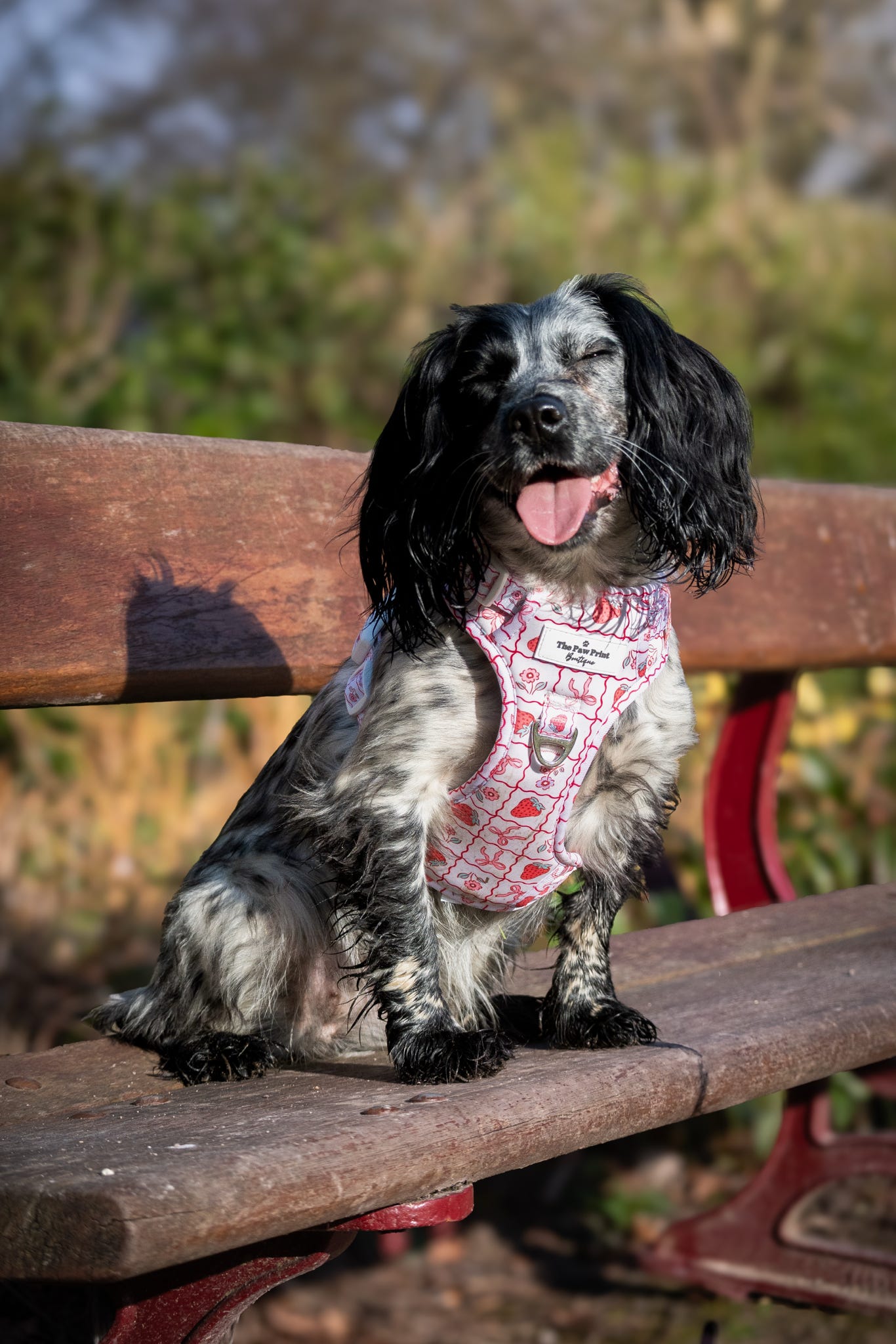 The Bows & Berries Adventure Paws Harness