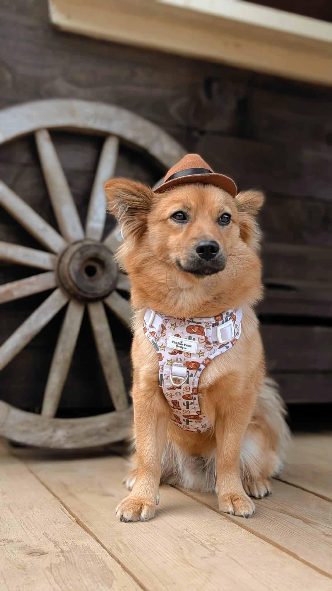 The Howdy Pawtner Adventure Paws Harness