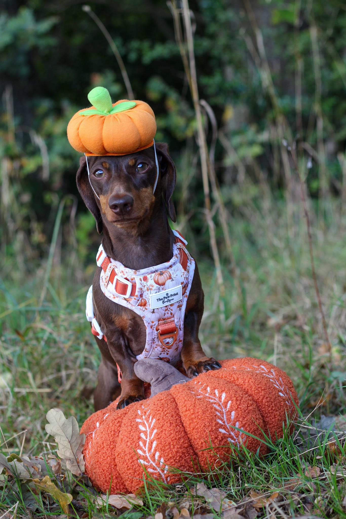 Pupkin Patch Adventure Paws Harness
