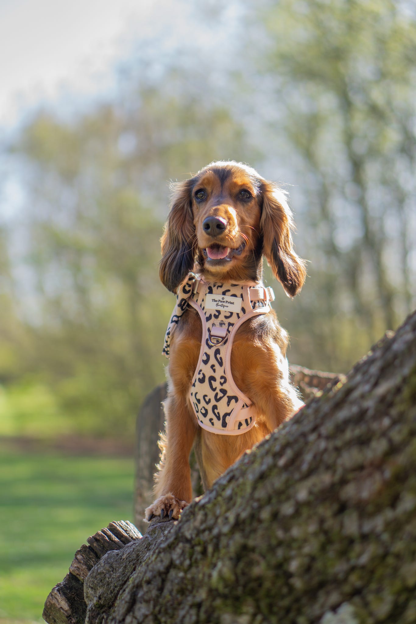 The Luxe Leopard (Beige) Adventure Paws Harness