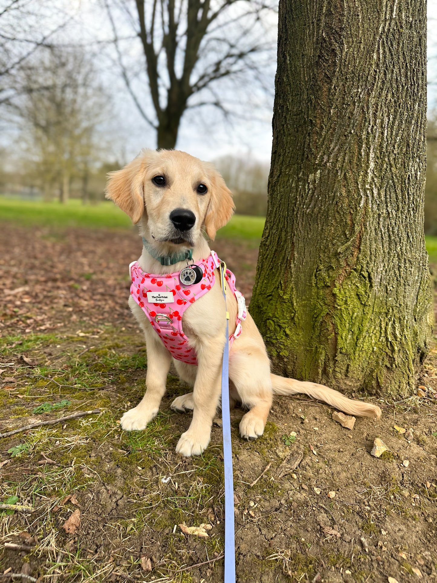 Cherry on Top Adventure Paws Harness