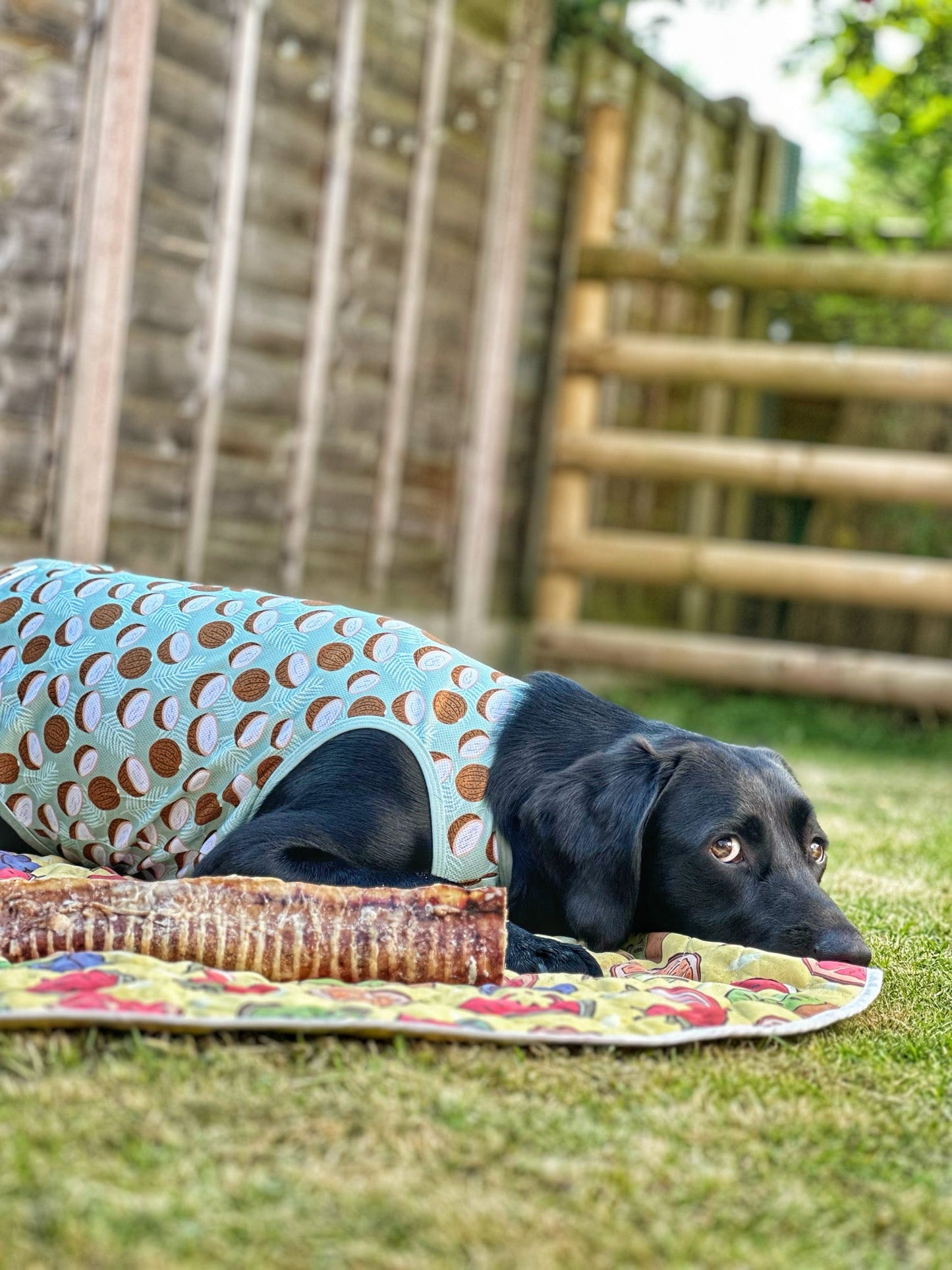The Pina Pawlada Cooling Vest