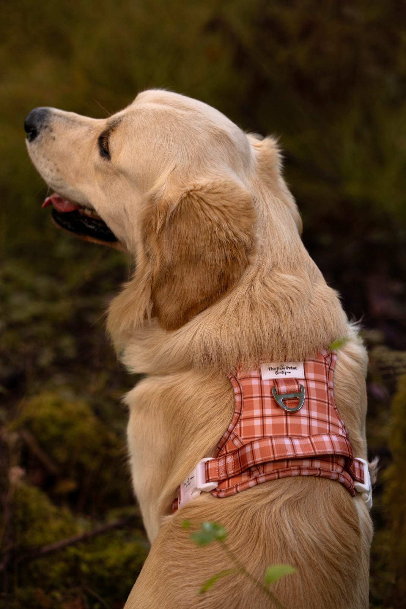 Pooches in Plaid Adventure Paws Harness