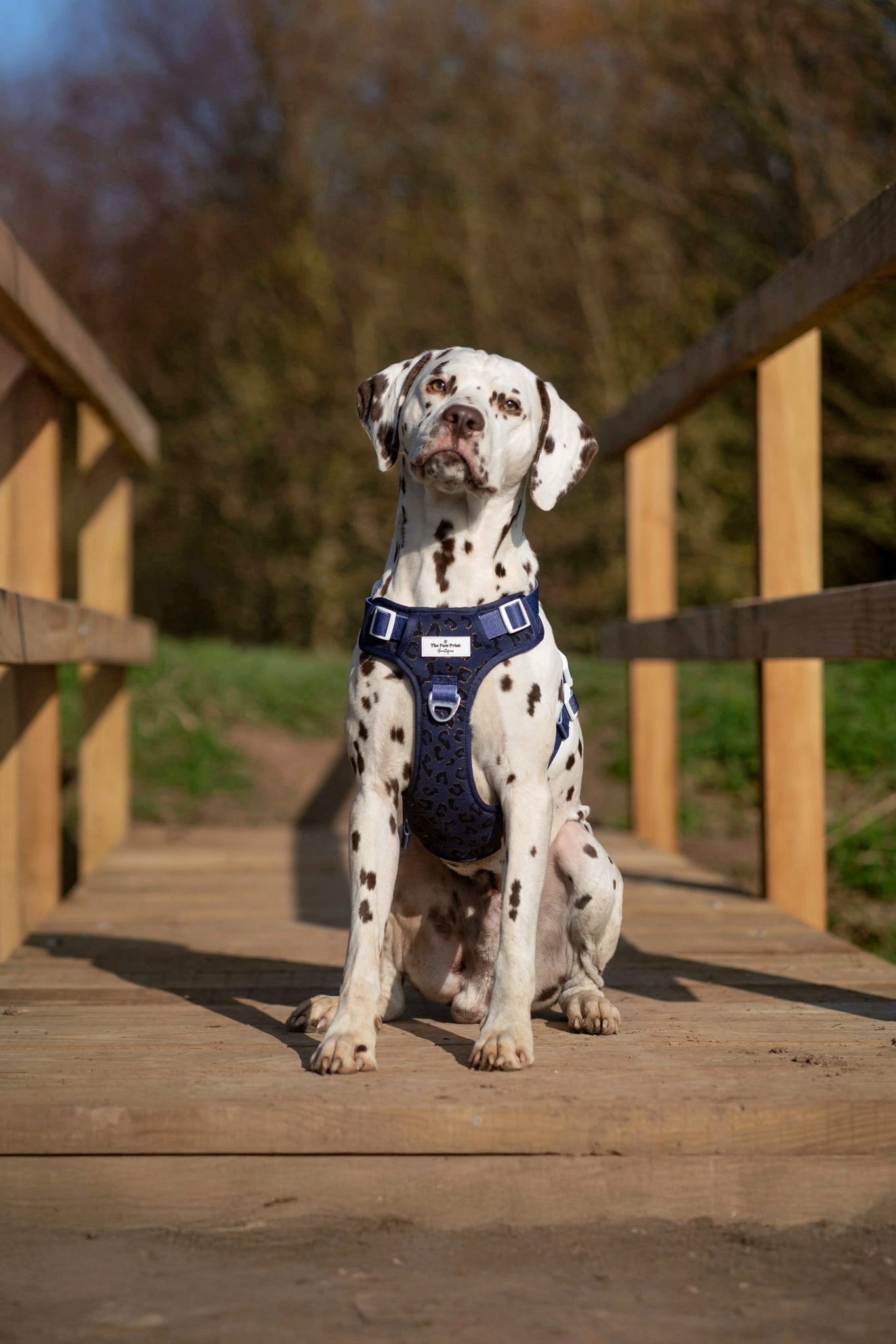 The Luxe Leopard (Navy) Adventure Paws Harness