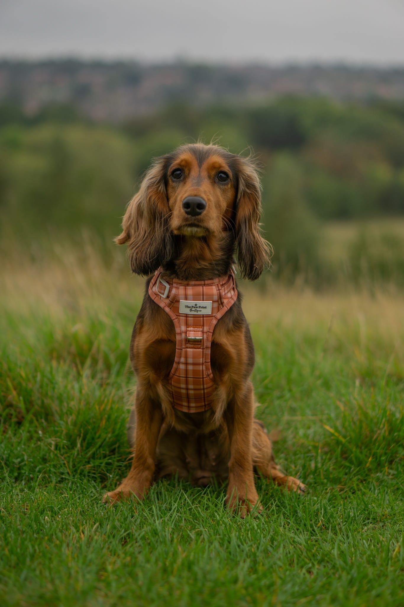 Pooches in Plaid Adventure Paws Harness