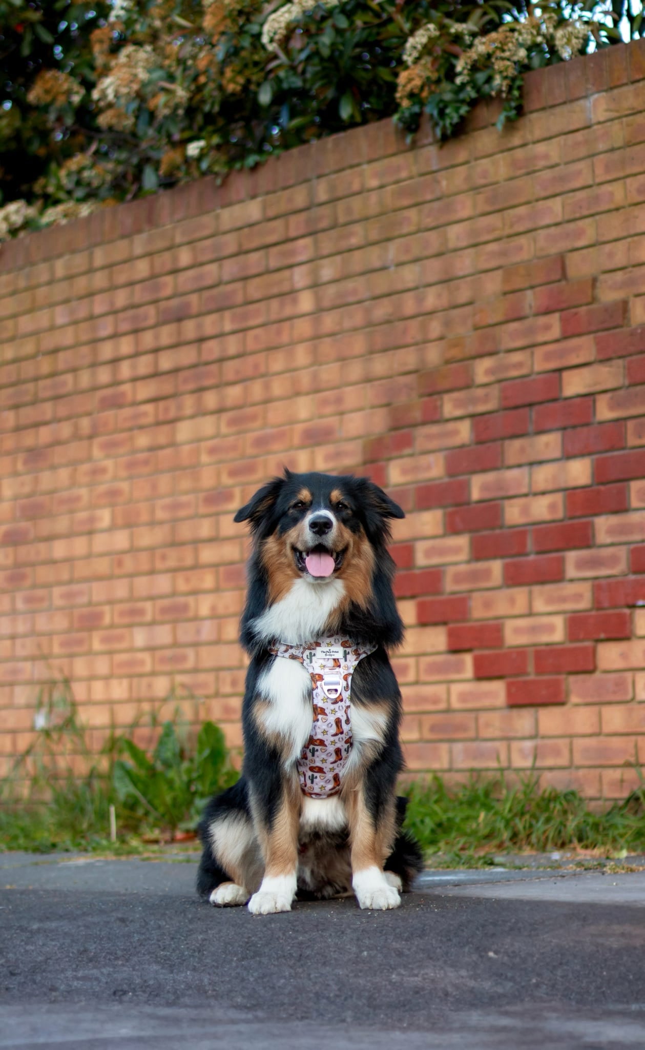 The Howdy Pawtner Adventure Paws Harness