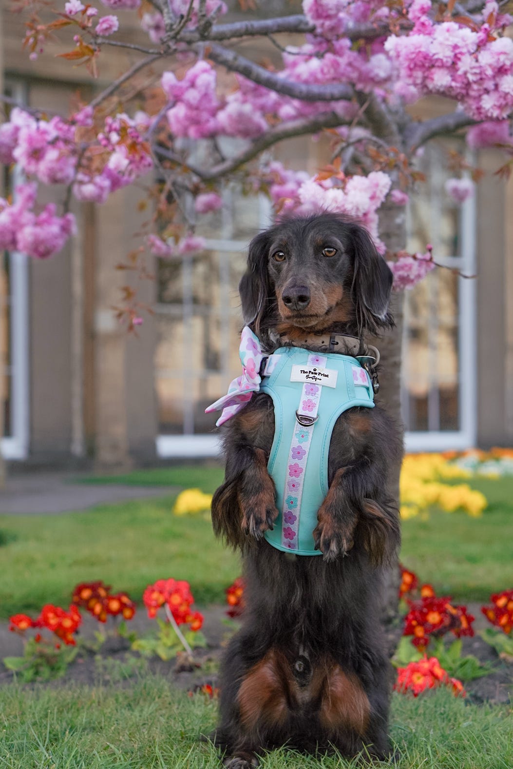 The Minty Meadows Adventure Paws Harness