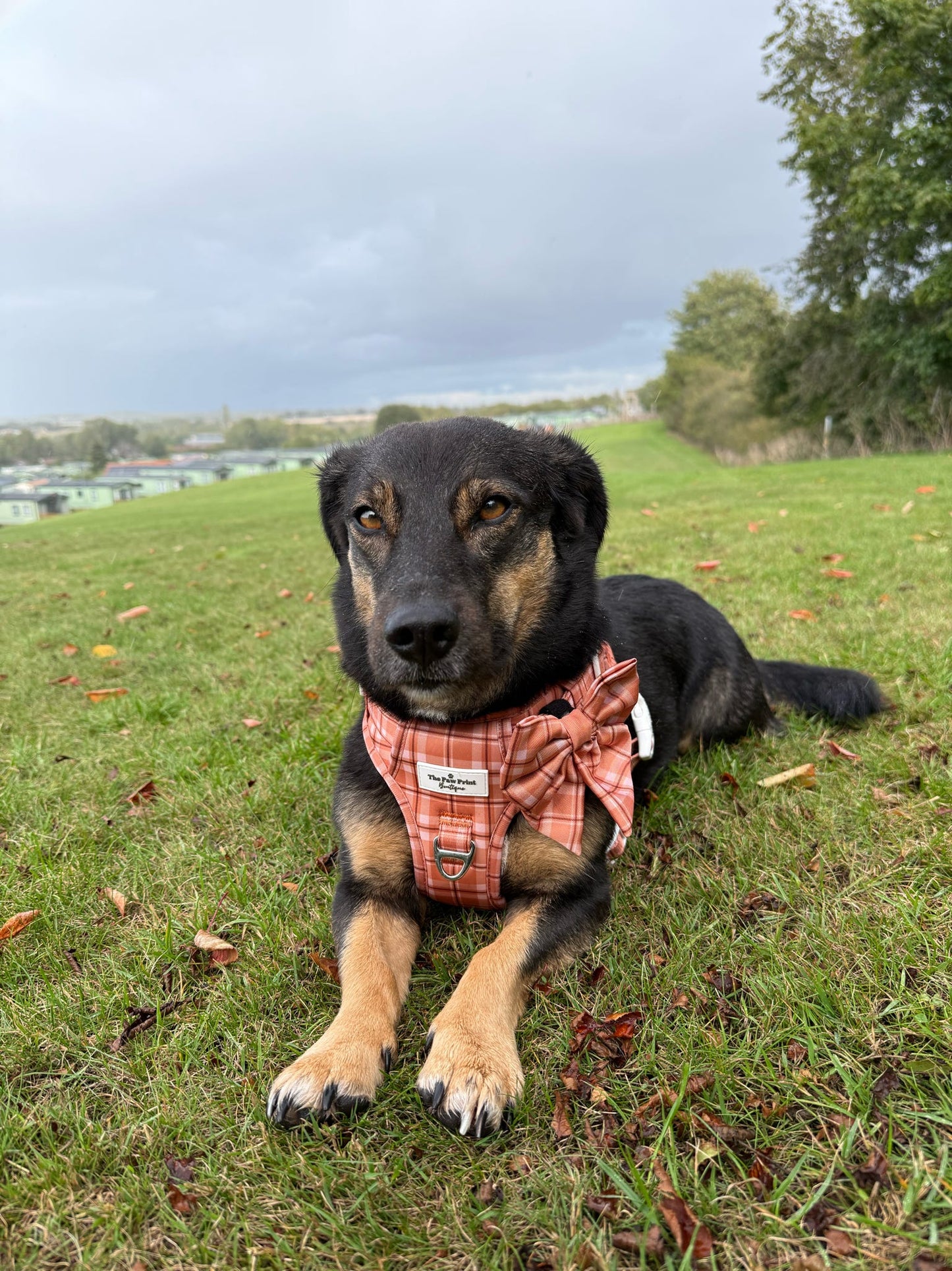 Pooches in Plaid Adventure Paws Harness