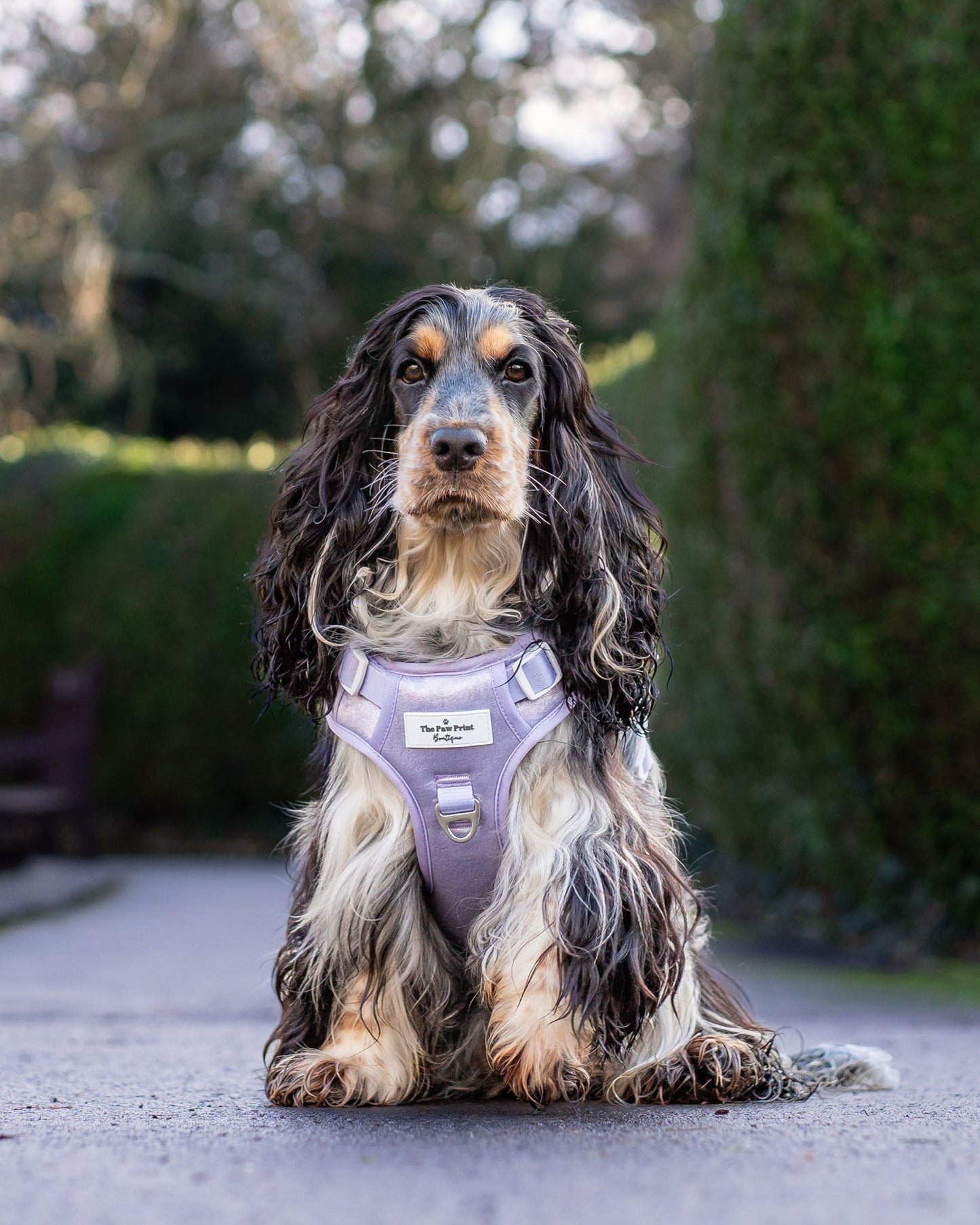 The Lavish Lilac Adventure Paws Harness
