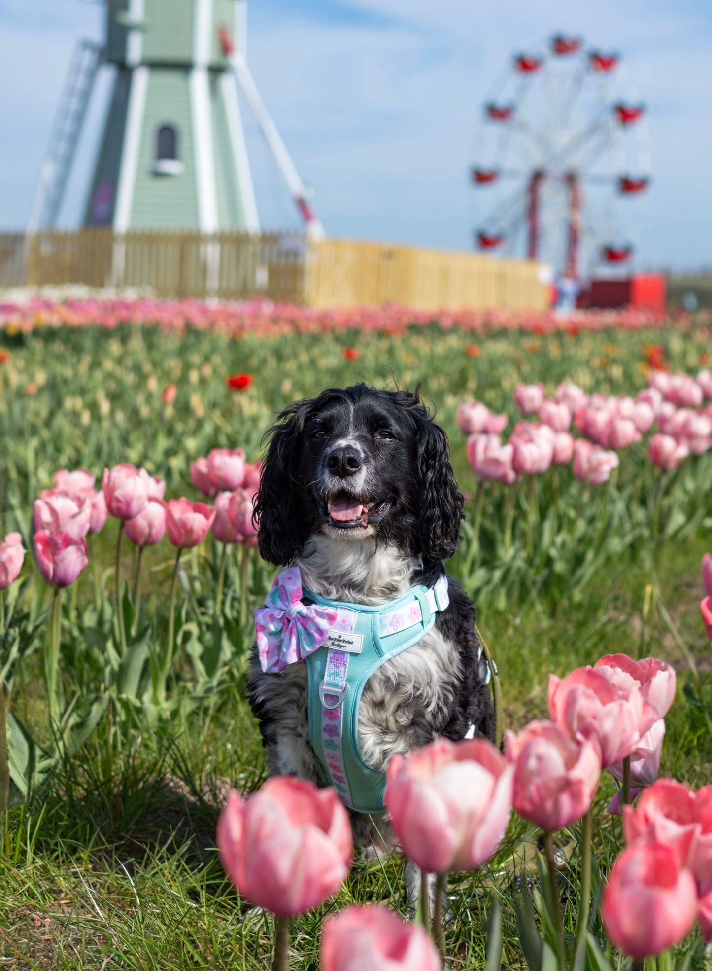 The Minty Meadows Adventure Paws Harness