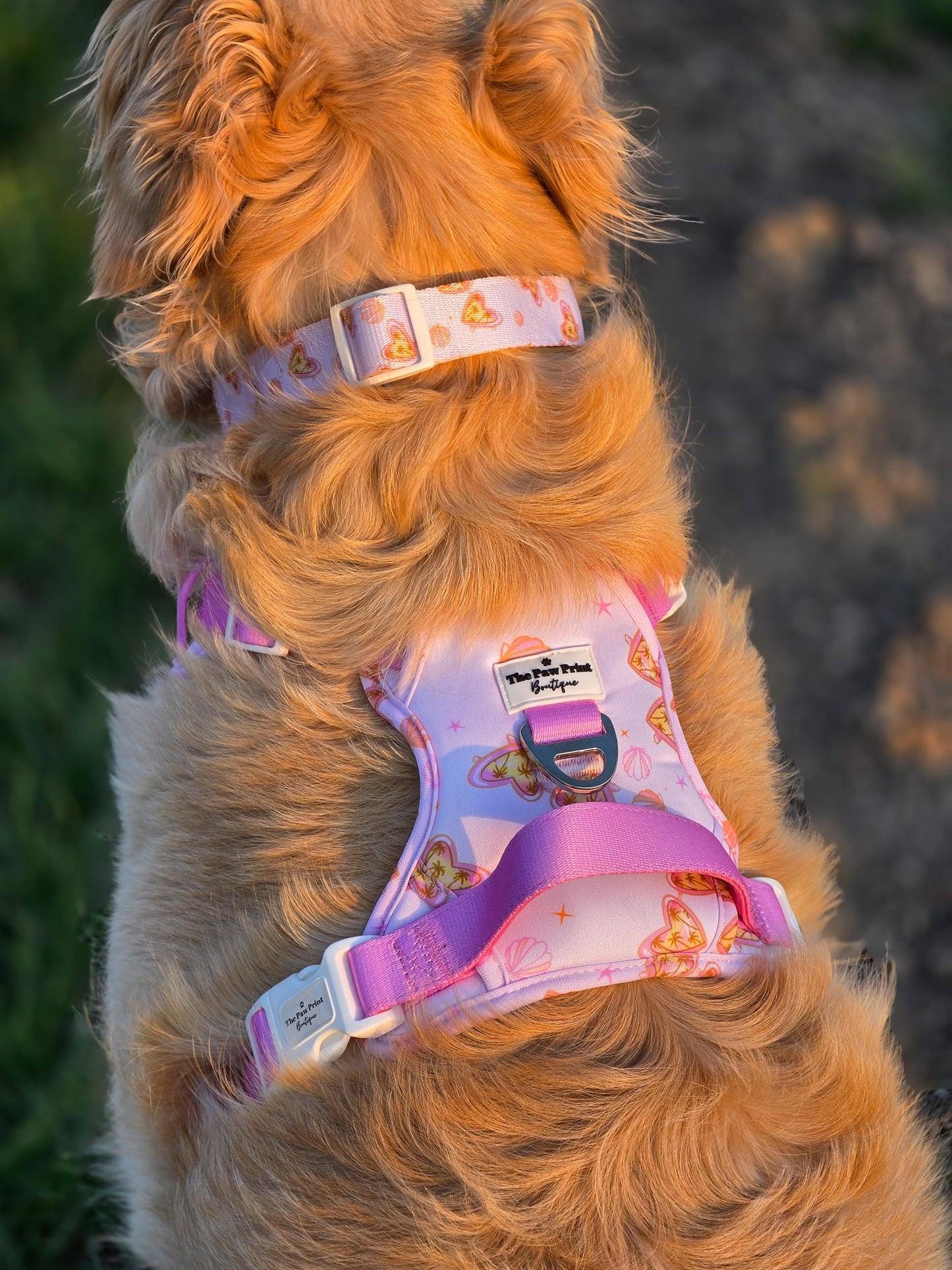 Miami Palms Adventure Paws Harness