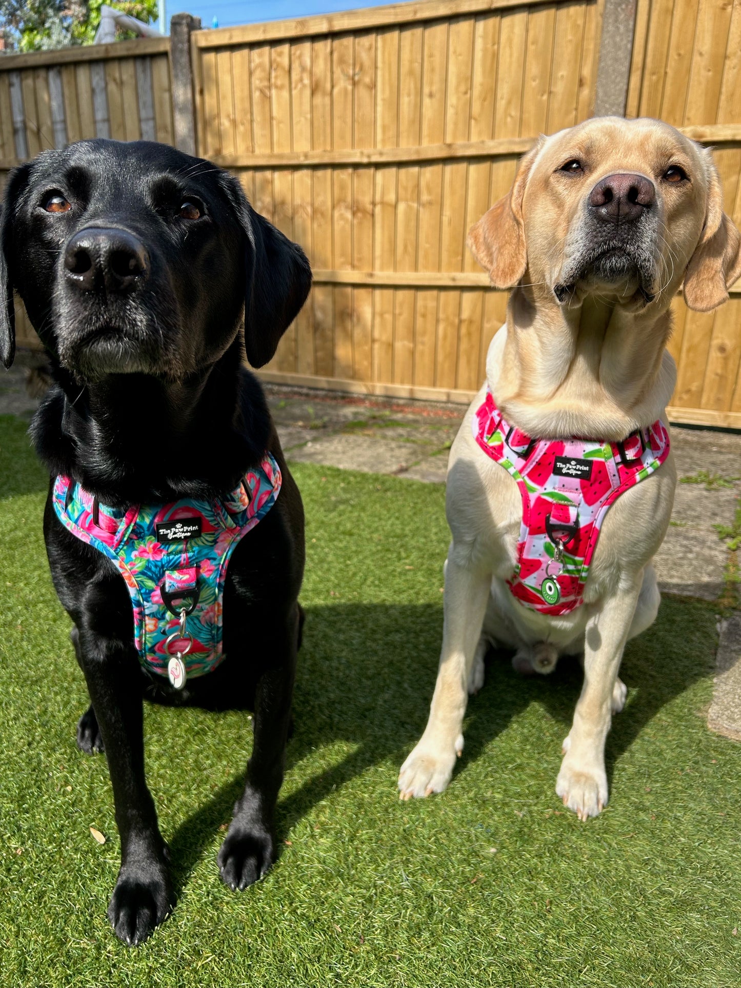 The Watermelon Sugar Adventure Paws Harness