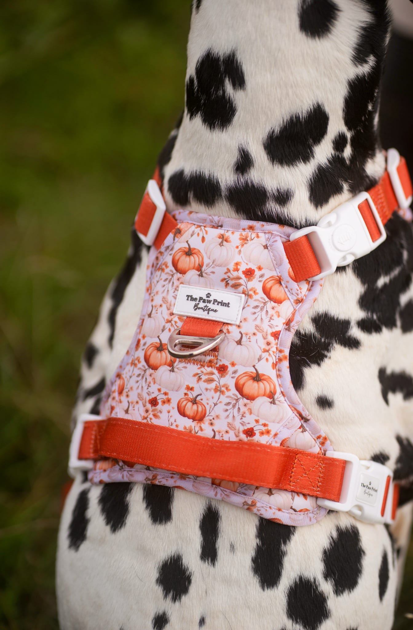 Pupkin Patch Adventure Paws Harness